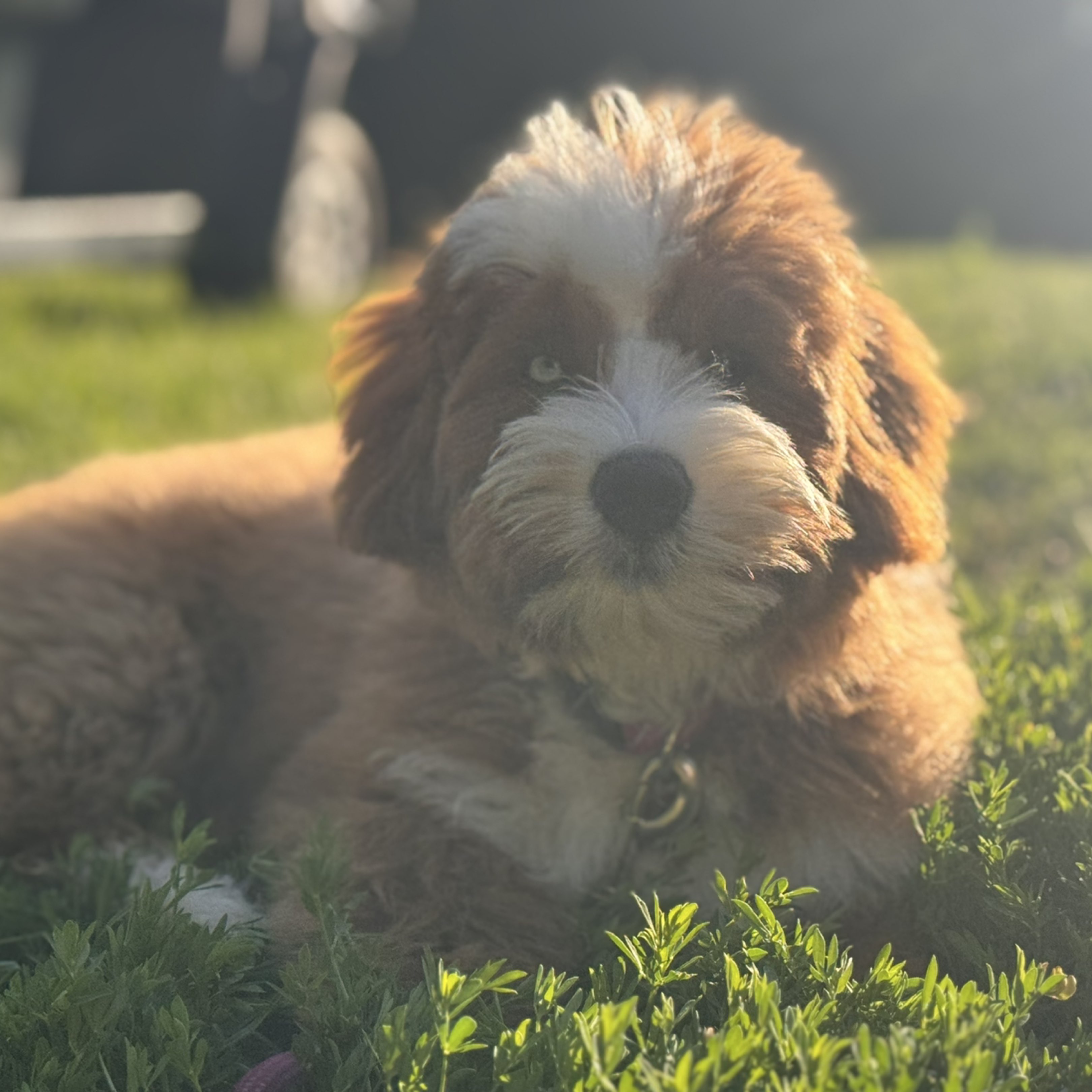 A picture of Mookie, a 4 months old Other Mix dog.