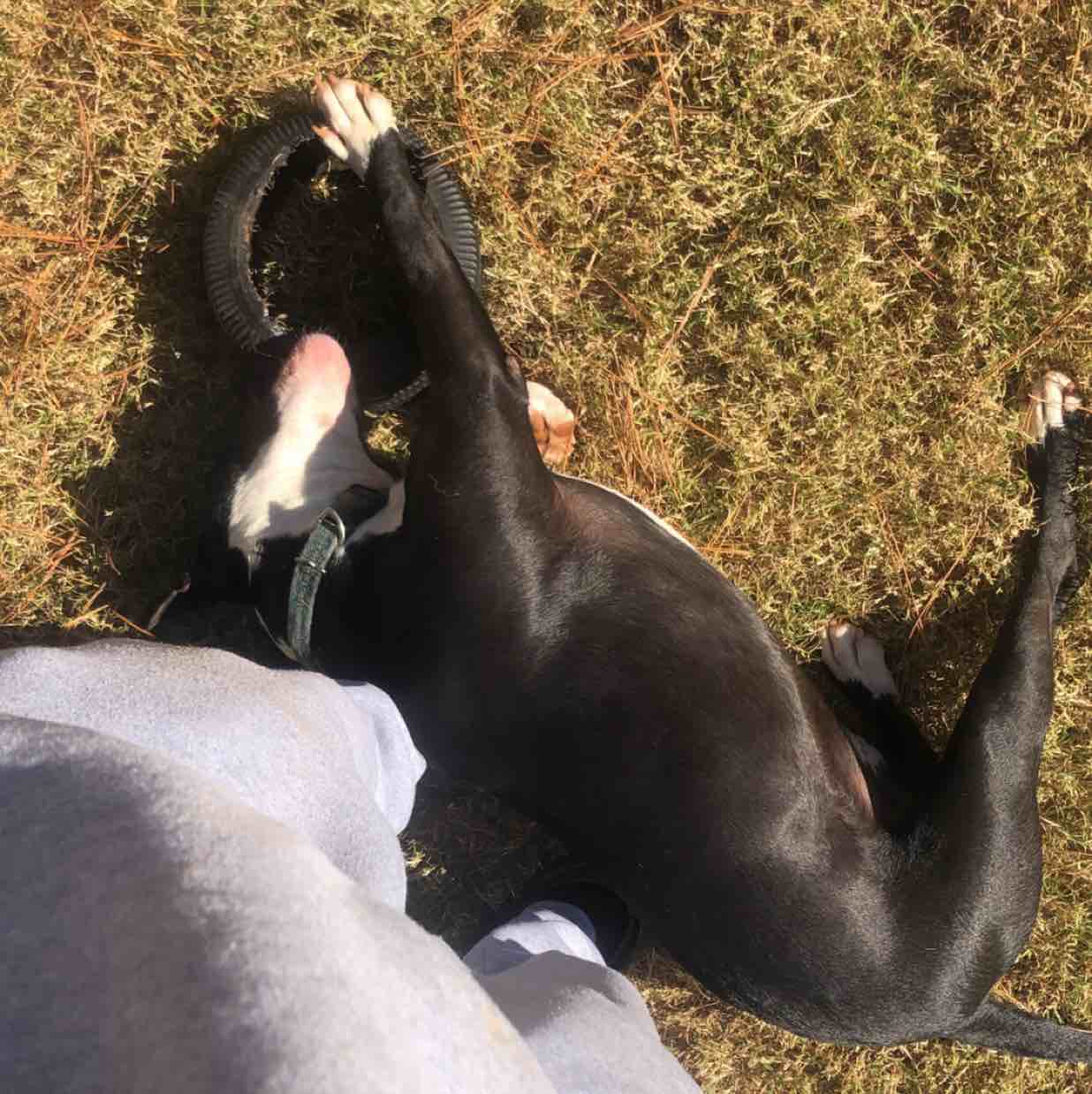 A picture of Debo, a 4 years 9 months old Other Mix dog.