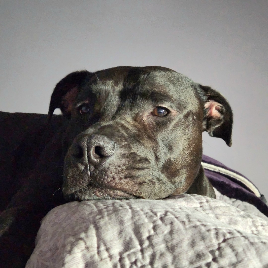 A picture of Glock, a 7 years 8 months old Other dog.