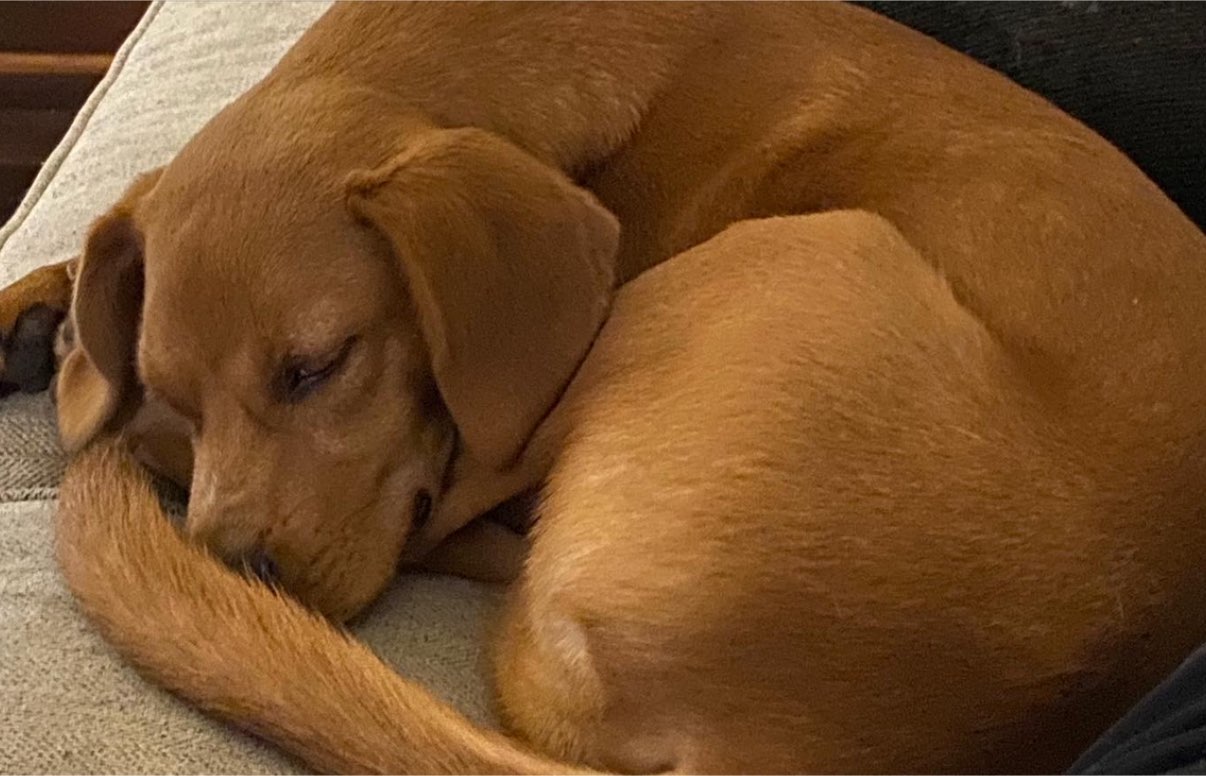 A picture of Lex Luthor, a 3 years 1 month old Other Mix dog.