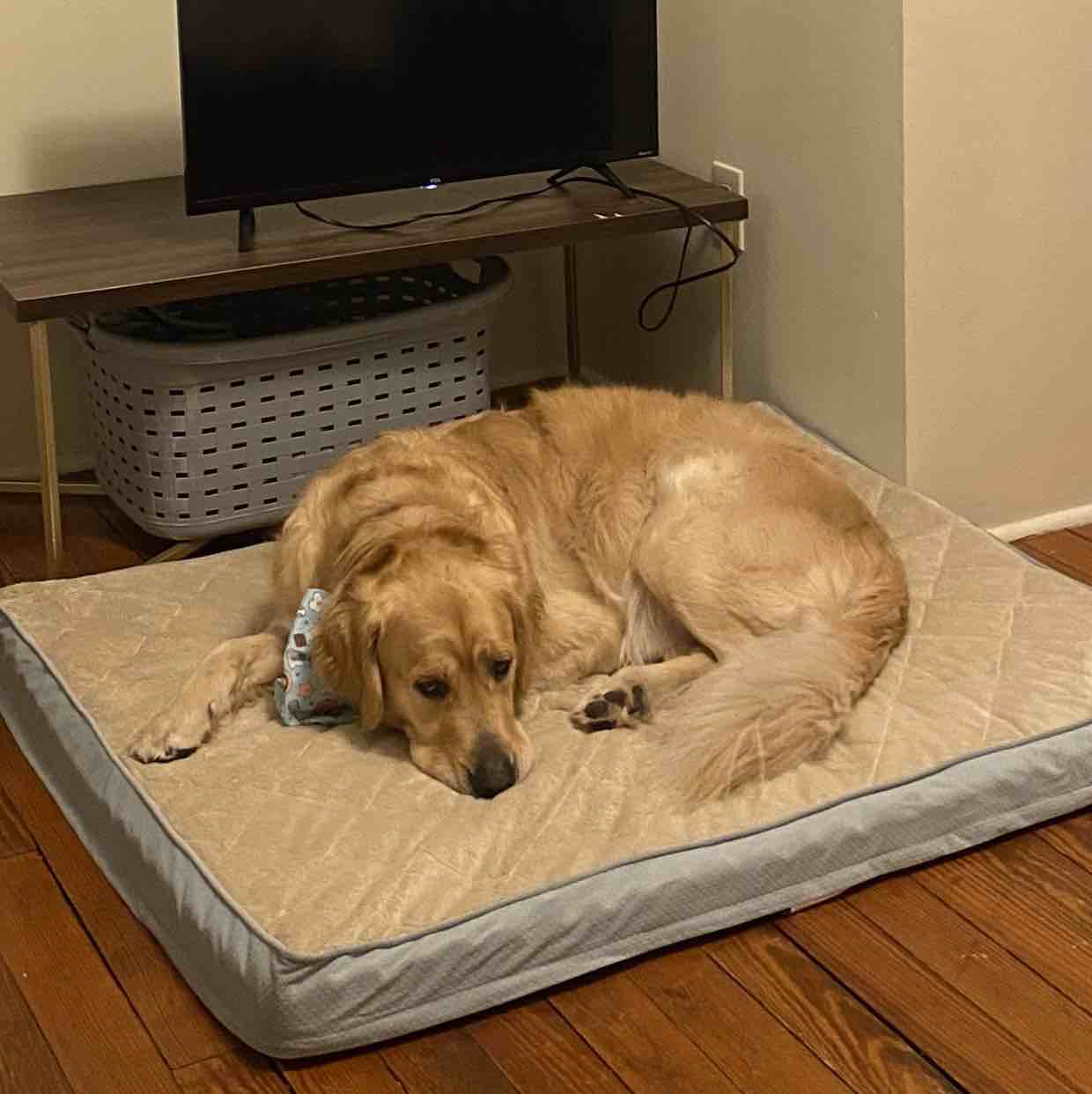 A picture of Gator, a 5 years 6 months old Golden Retriever dog.