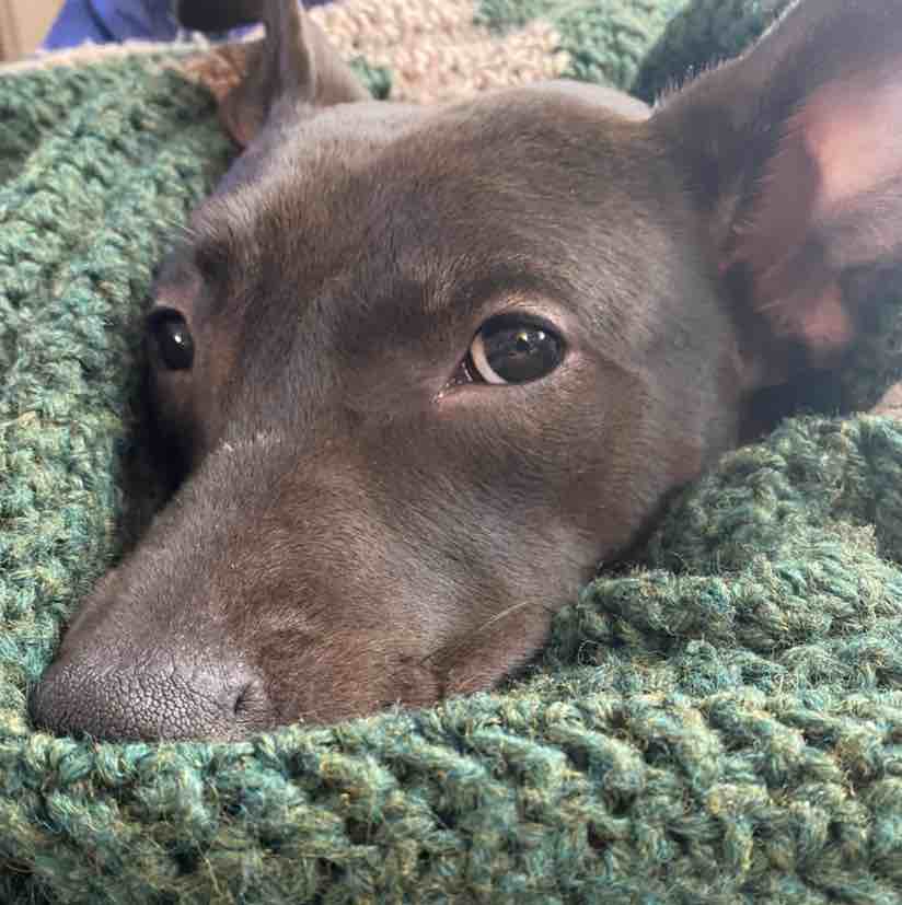A picture of Luna Lynn, a 5 years 11 months old Other Mix dog.