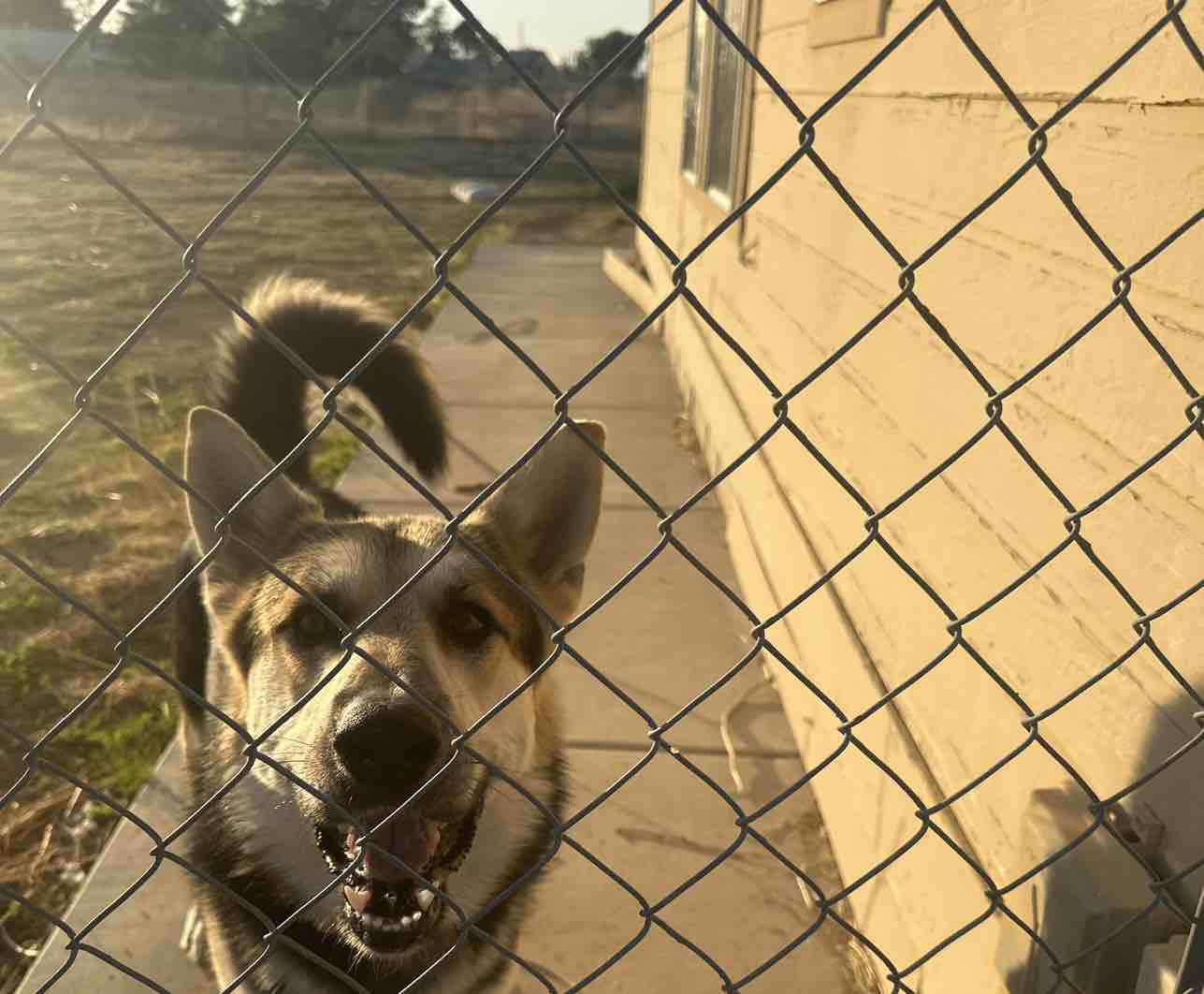 A picture of Conan, a 3 years 6 months old Other dog.