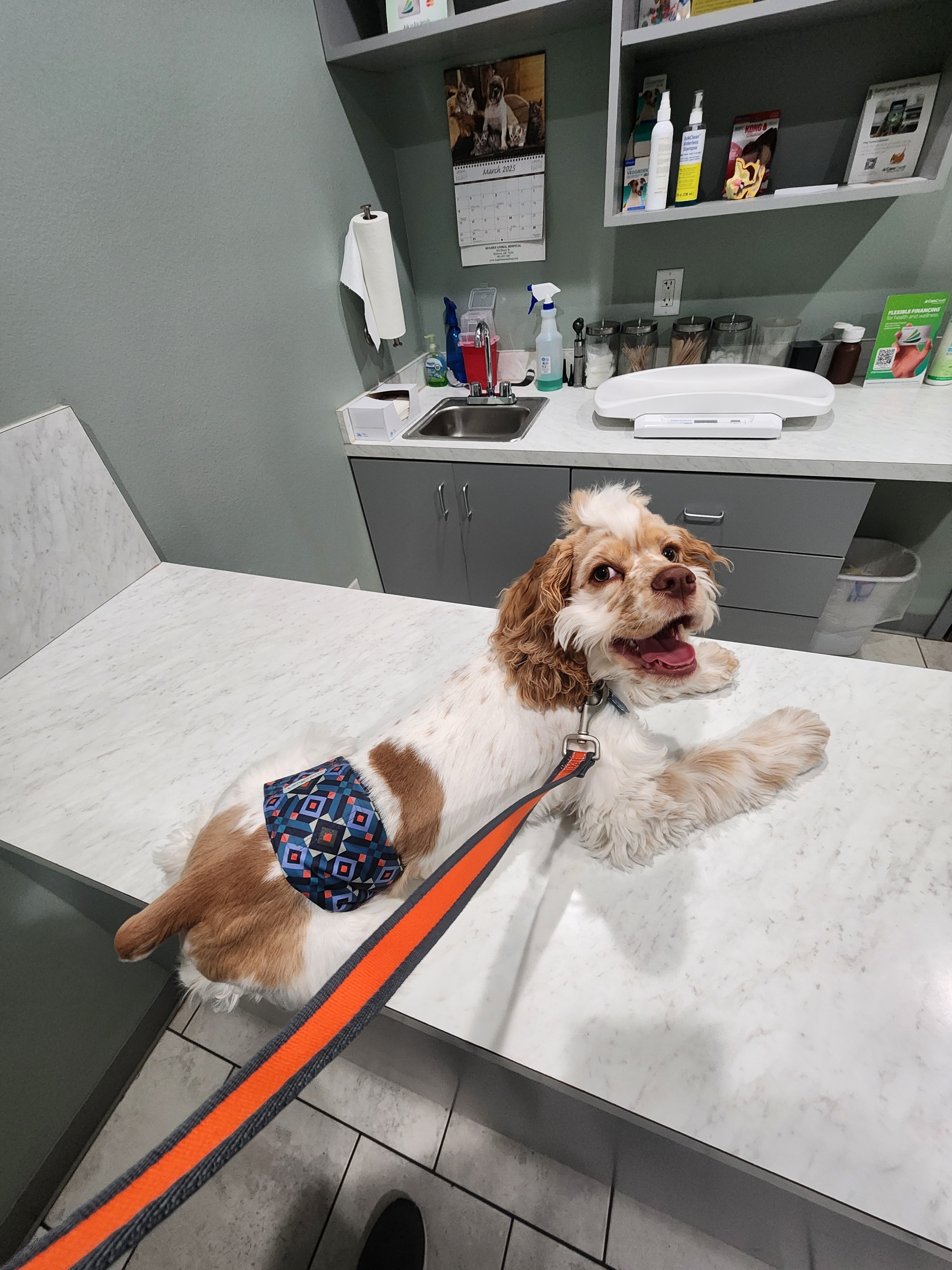 Leonardo da Russell | Fi Smart Dog Collar