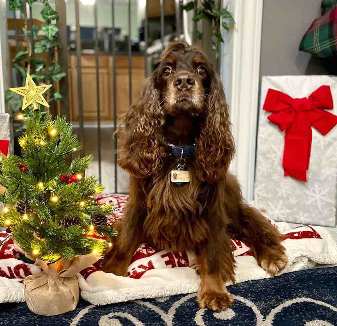 A picture of Snoop, a 10 years 11 months old Other dog.