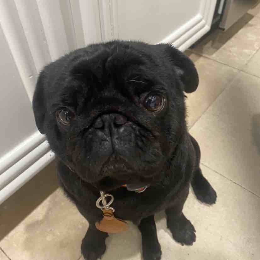A picture of Gordo Aguilar, a 5 years 8 months old Other dog.