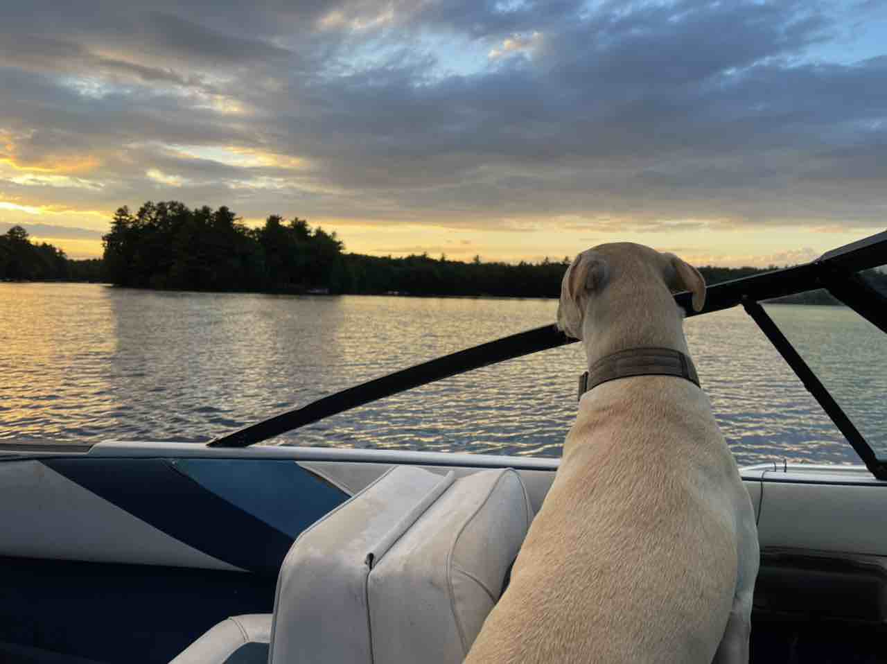 A picture of Huss Bus, a 5 years 9 months old Other Mix dog.