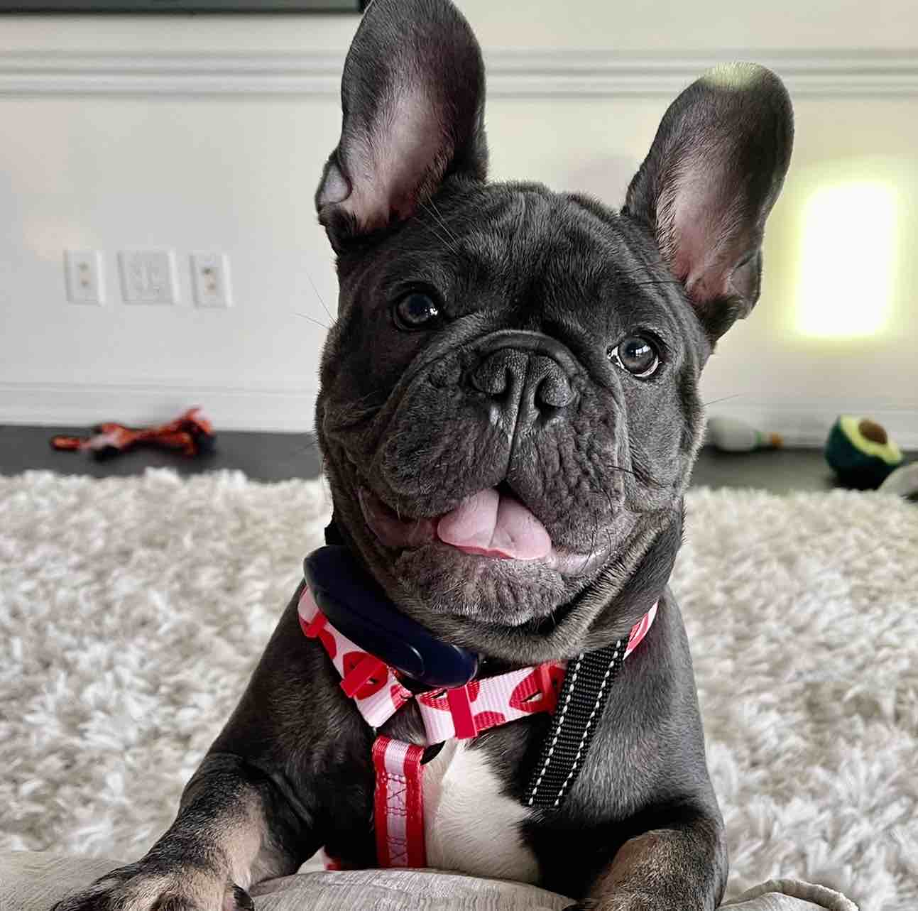 A picture of archibald hamilton jones, a 4 years 6 months old Other dog.