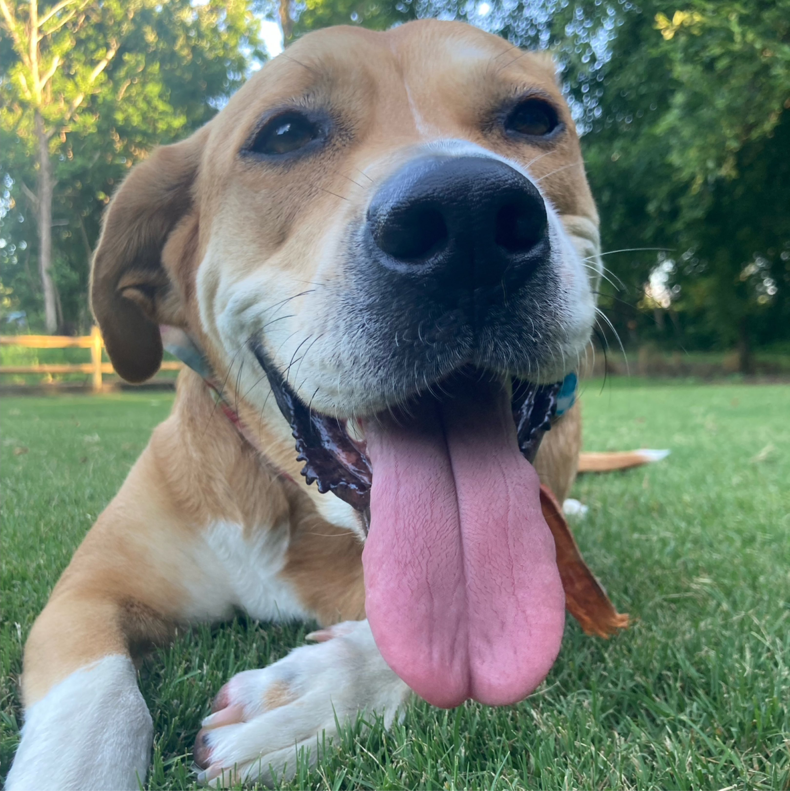 A picture of Sally Gelato Jones Pickles McGee, a 4 years 3 months old Labrador Retriever Mix dog.
