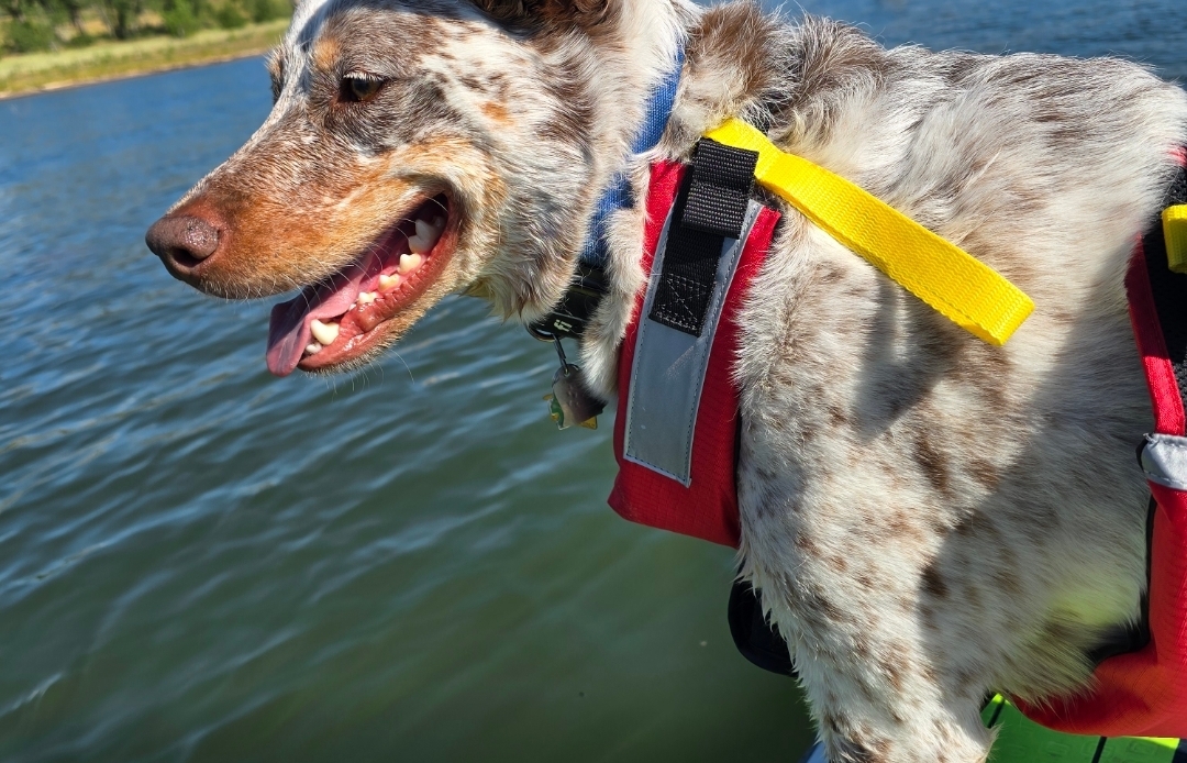A picture of Gus Wayne, a 4 years old Australian Cattle Dog dog.