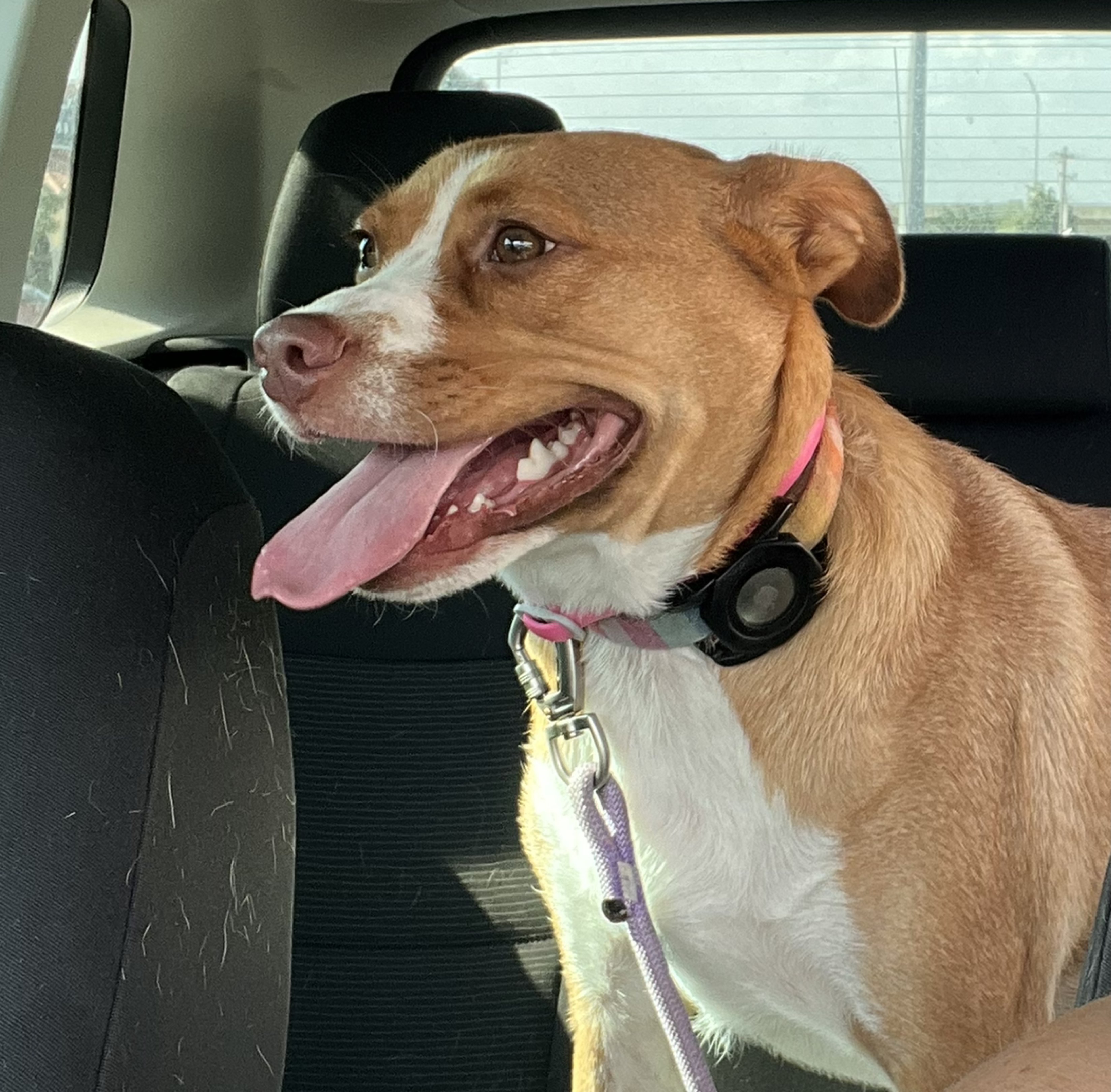 A picture of Penelope, a 1 year 5 months old Other dog.