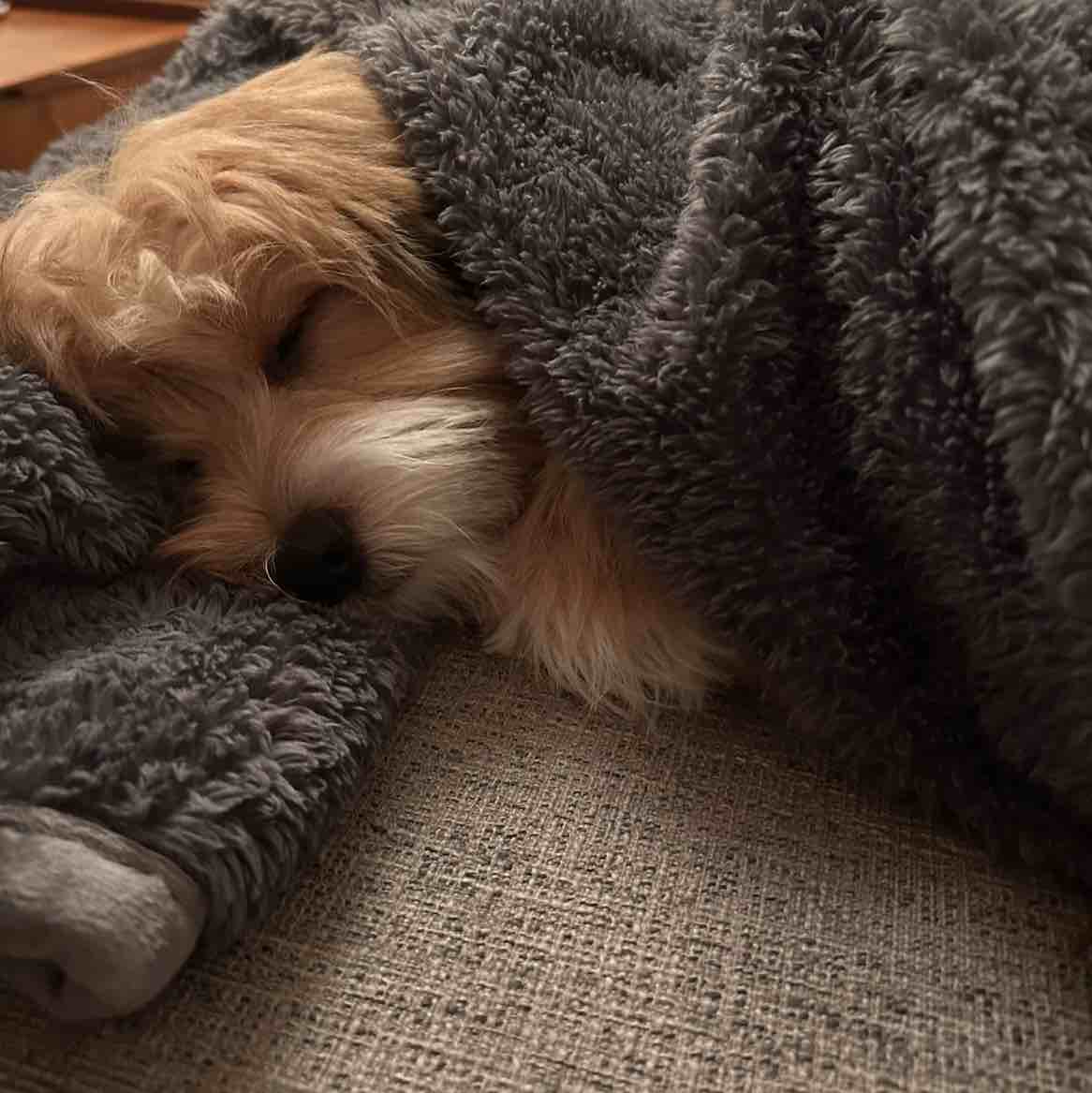 A picture of Rosie, a 2 years 5 months old Other dog.