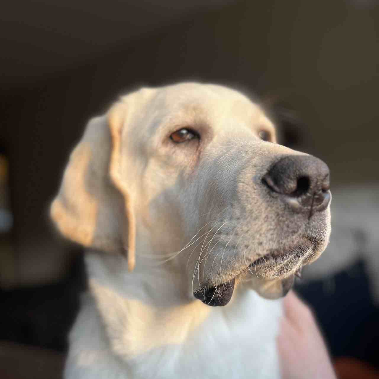 A picture of Sergeant (Sarge), a 3 years 2 months old Other dog.