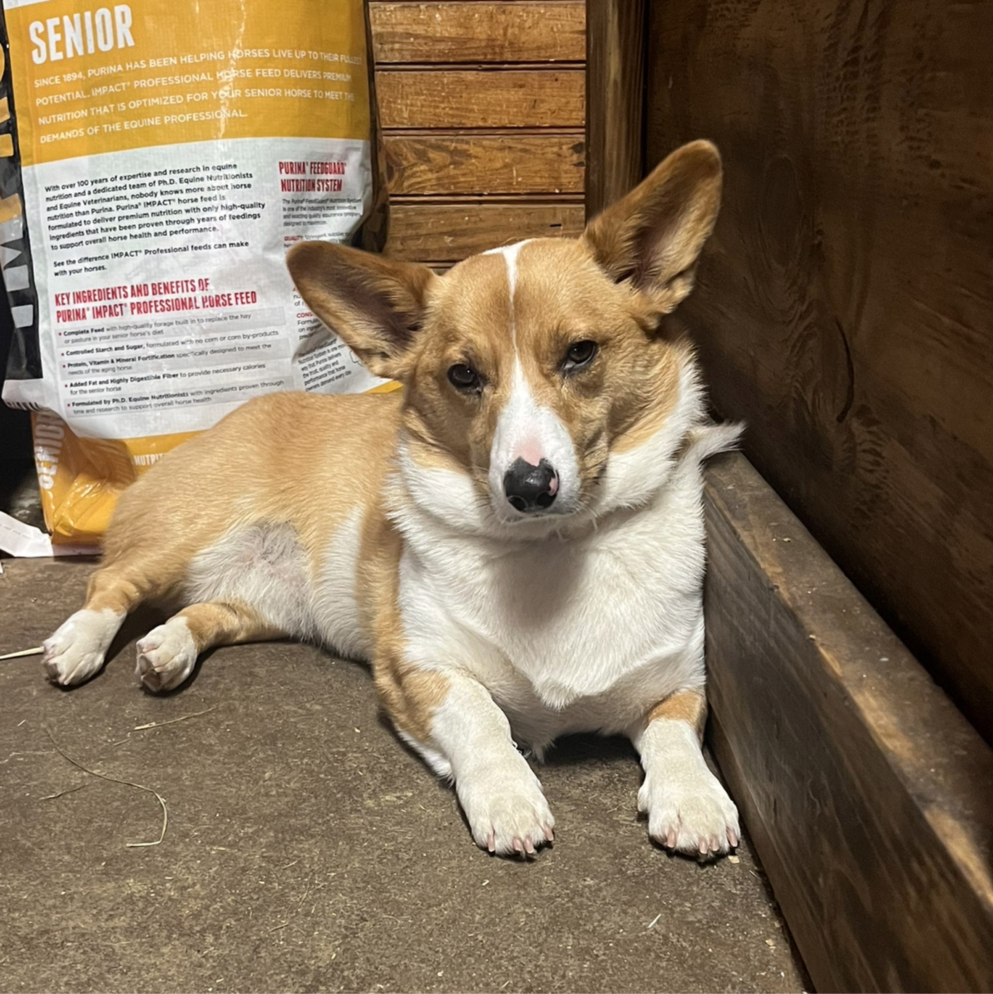 A picture of Tater Tot, a 3 years 4 months old Other dog.