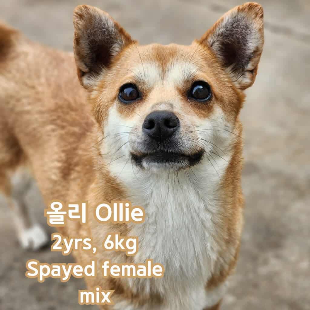 A picture of Ollie, a 2 years 4 months old Other Mix dog.