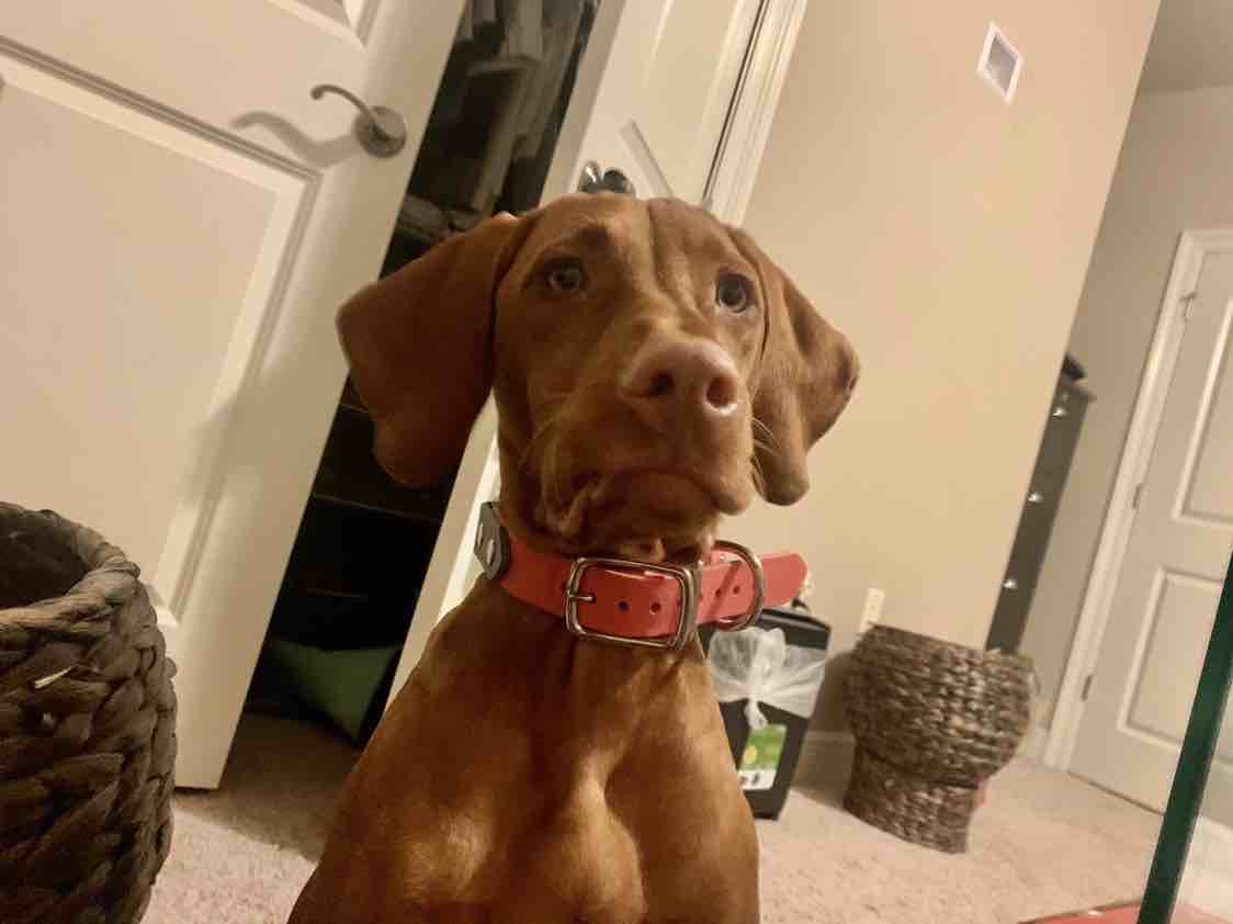 A picture of Layla Rae, a 5 years old Other dog.