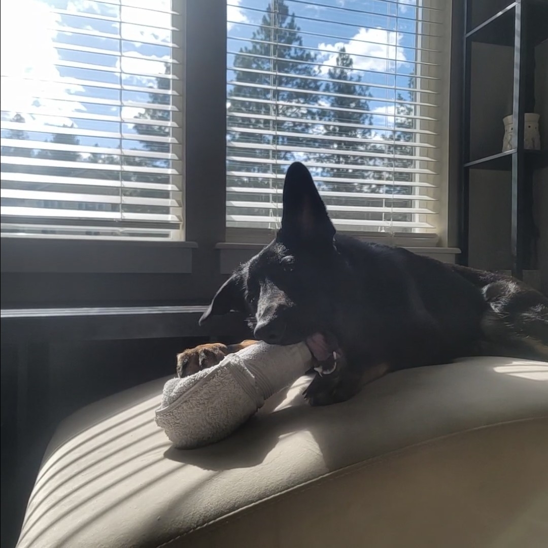 A picture of Kali Key, a 1 year 9 months old Other dog.