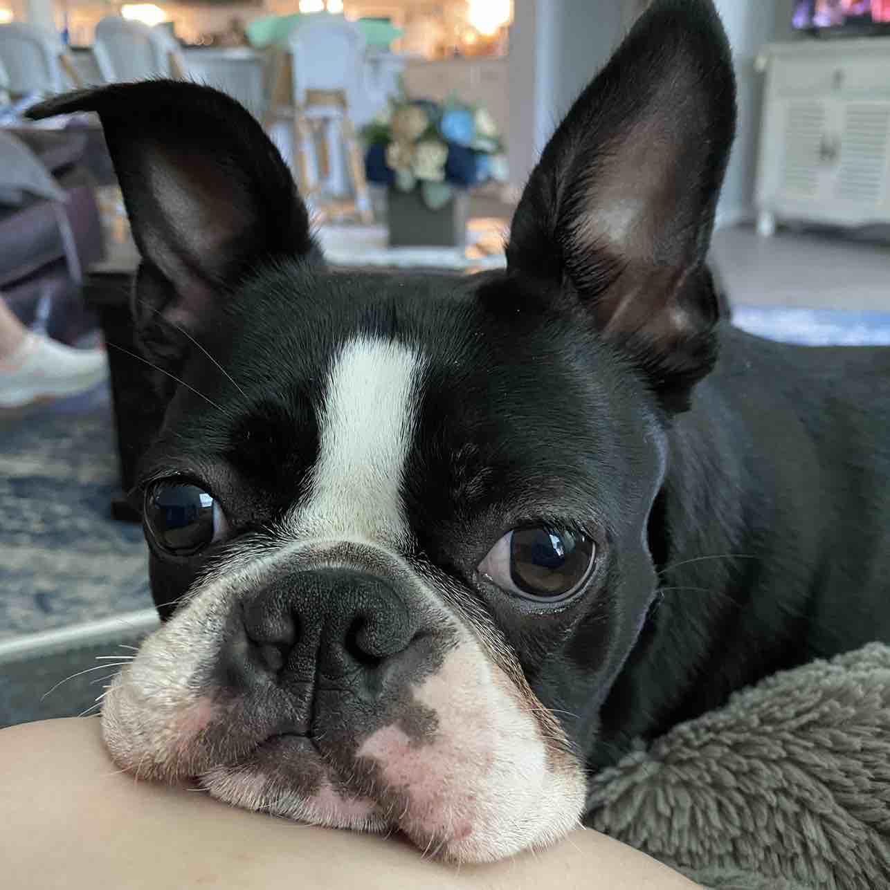 A picture of Poppy, a 4 years 8 months old Other dog.