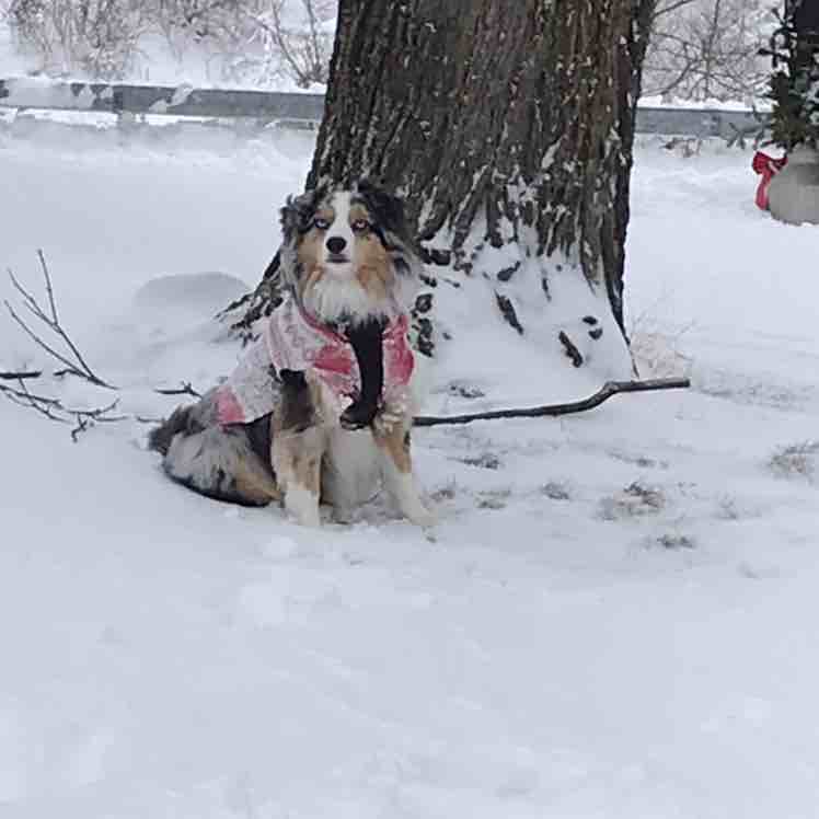 A picture of Roogar, a 7 years 8 months old Other dog.