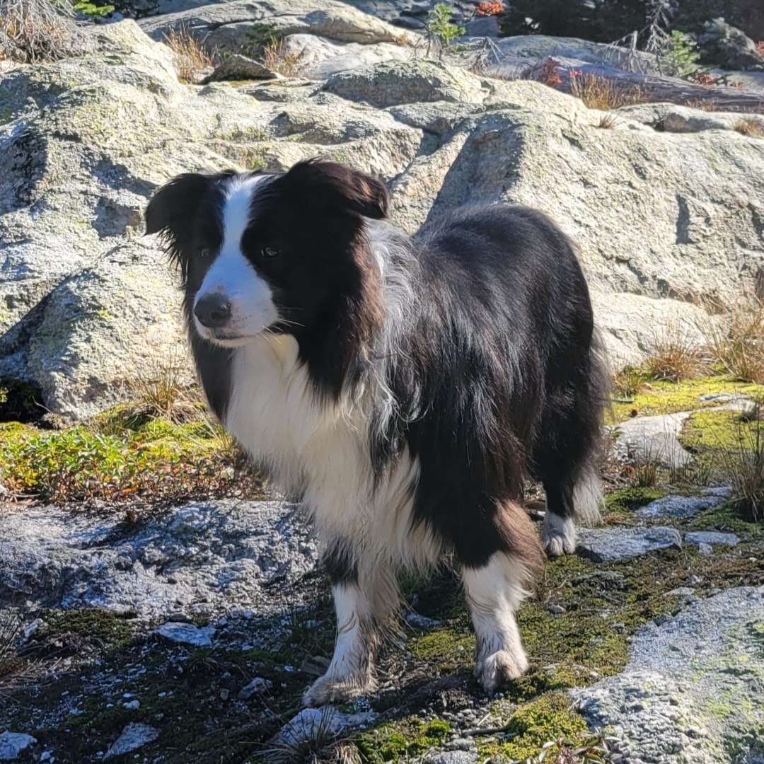 A picture of Patch, a 6 years 3 months old Other dog.