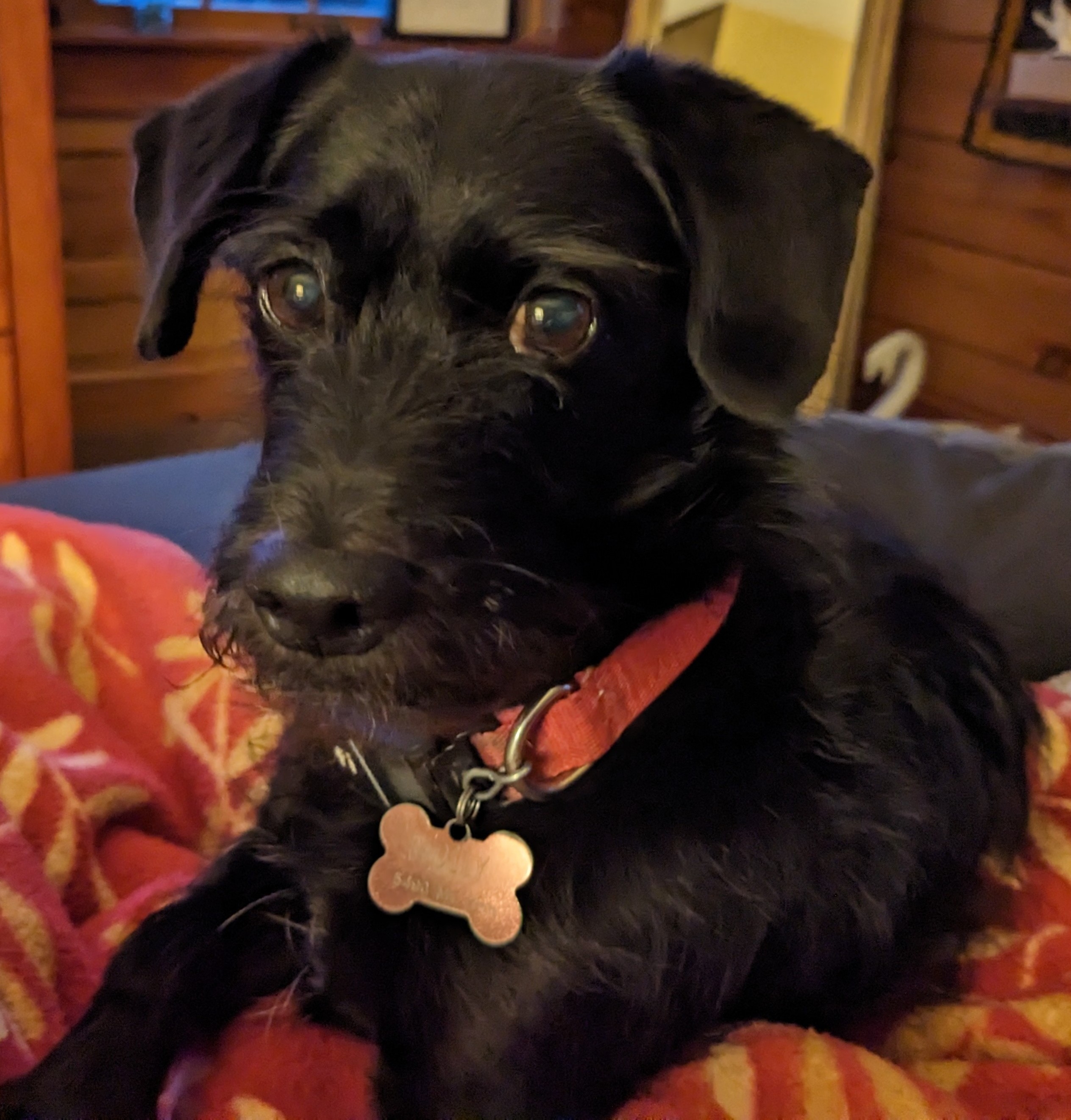 A picture of Molly, a 12 years 5 months old Other dog.
