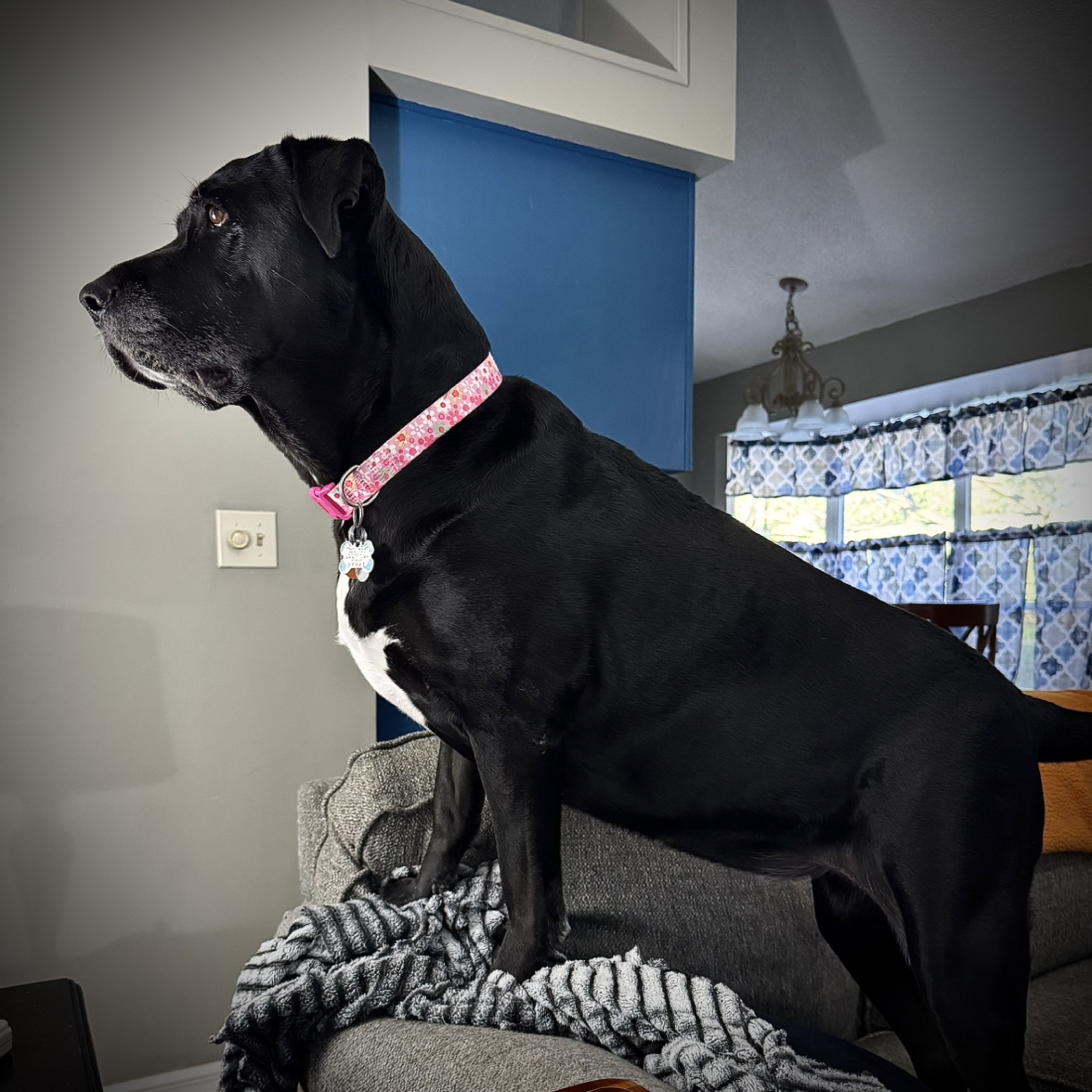 A picture of Thor, a 4 years 2 months old Other Mix dog.