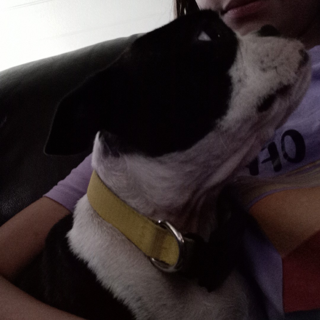 A picture of Wolf Ridges Ginny Weasley, a 4 years 4 months old Other dog.
