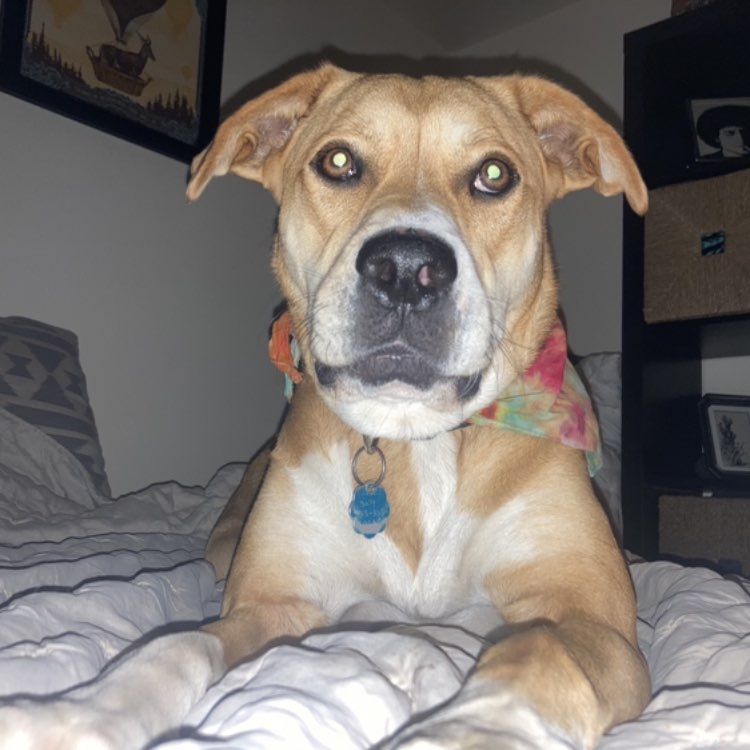 A picture of Sally Gelato Jones Pickles McGee, a 4 years 3 months old Labrador Retriever Mix dog.