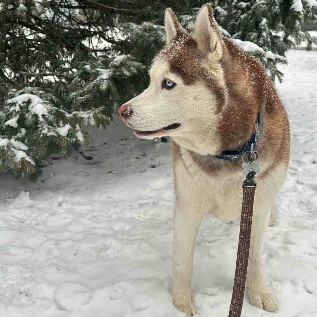 A picture of Sapphire, a 5 years 1 month old Other dog.