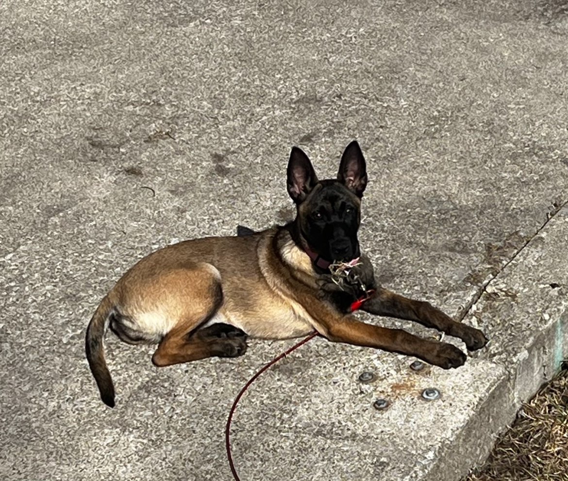 A picture of Vixen, a 8 months old Other Mix dog.
