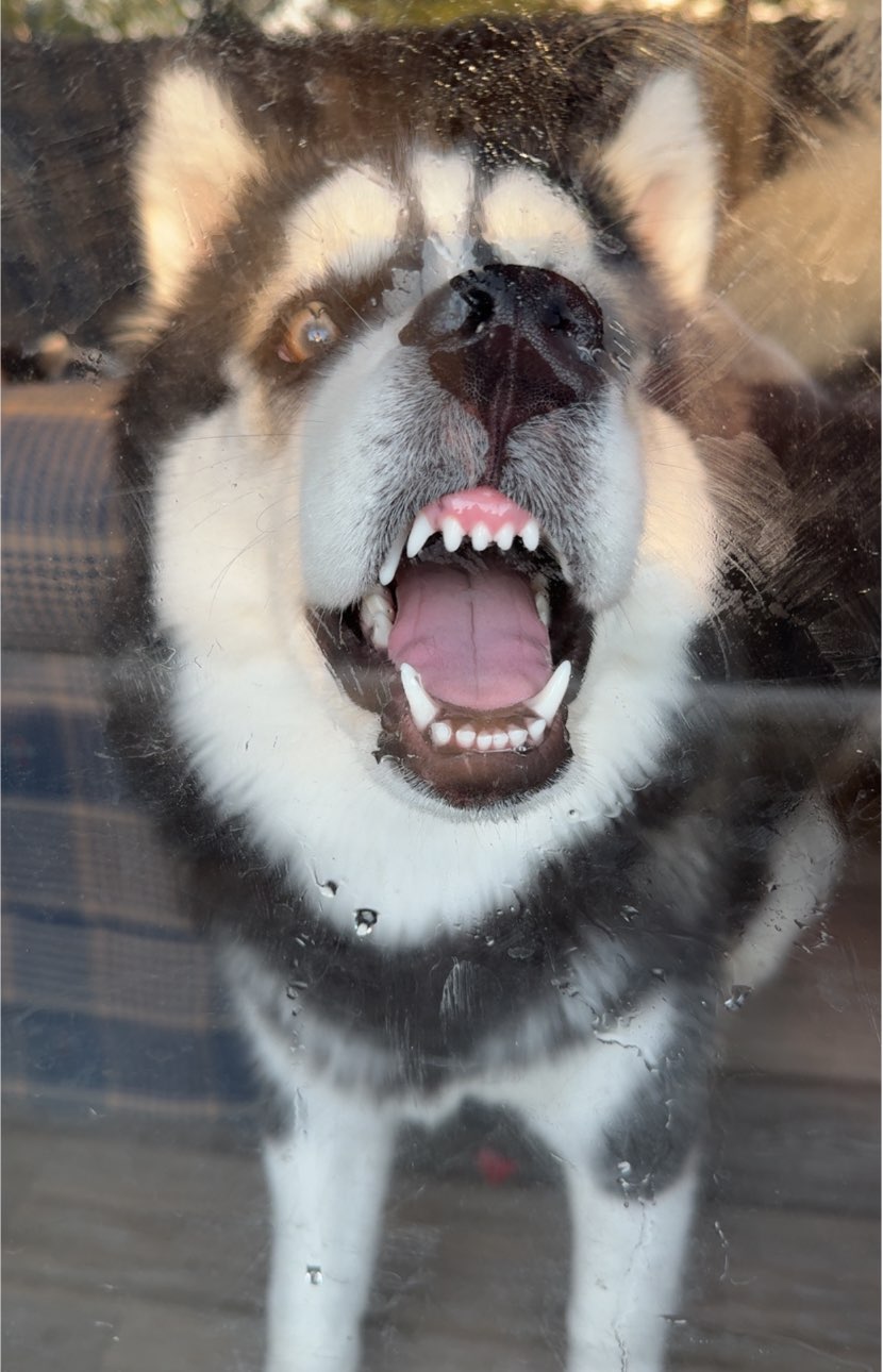 A picture of Shadow, a 7 months old Other dog.