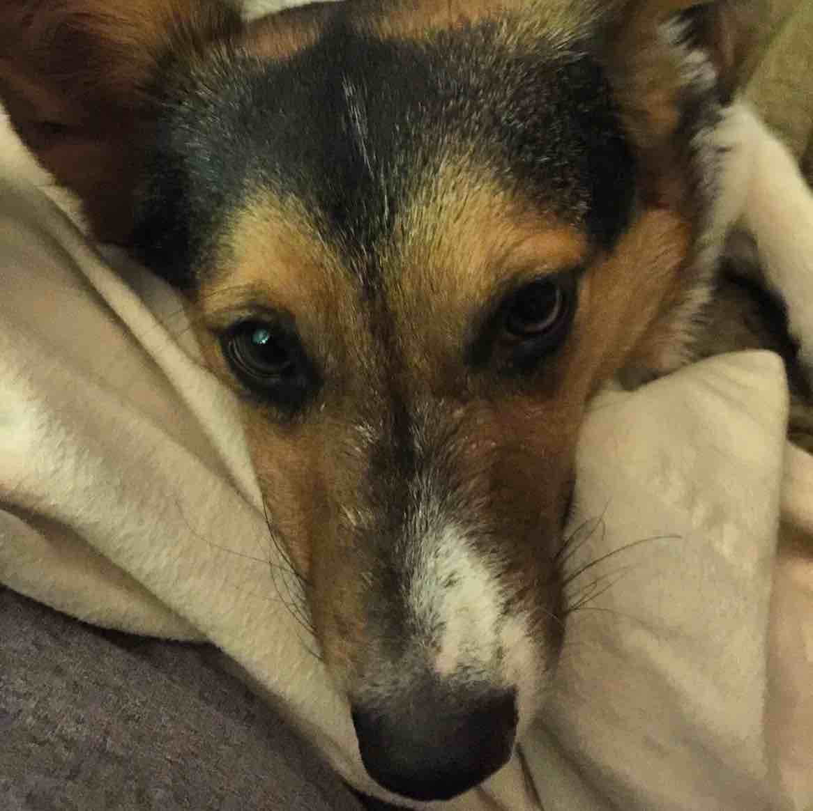 A picture of Ernest T, a 11 years 4 months old Other dog.