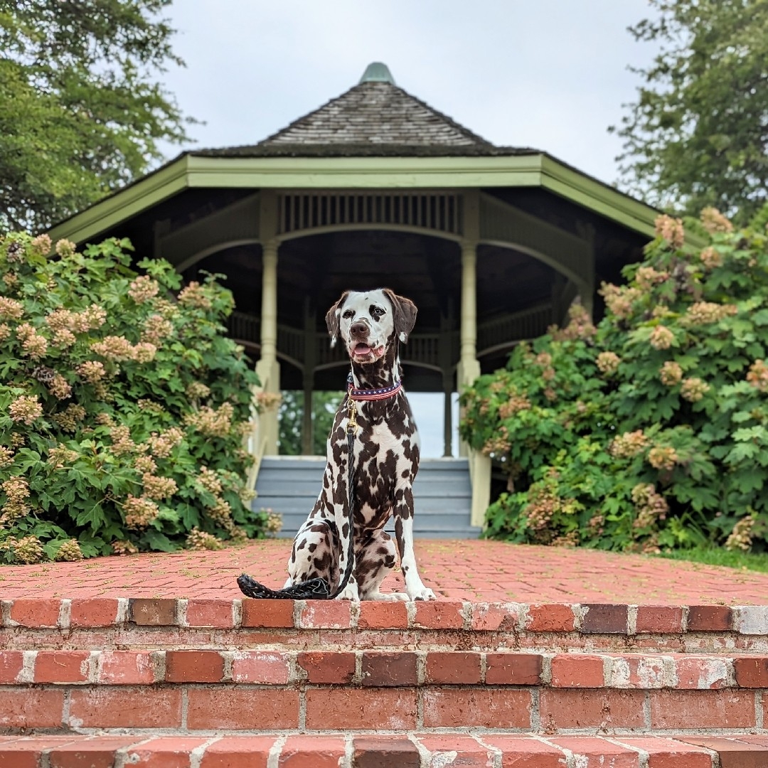 A picture of Ela, a 5 years 3 months old Dalmatian dog.