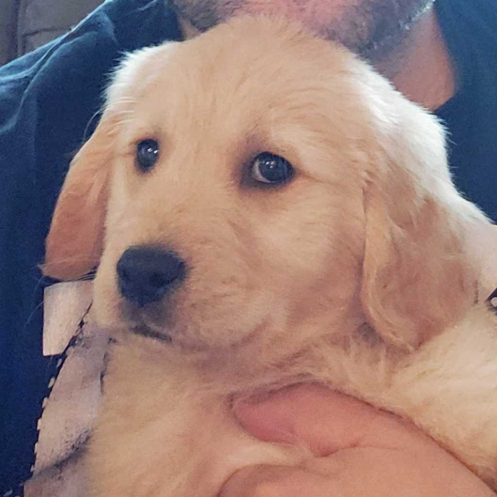 A picture of Elsa Rae, a 5 years 7 months old Golden Retriever dog.