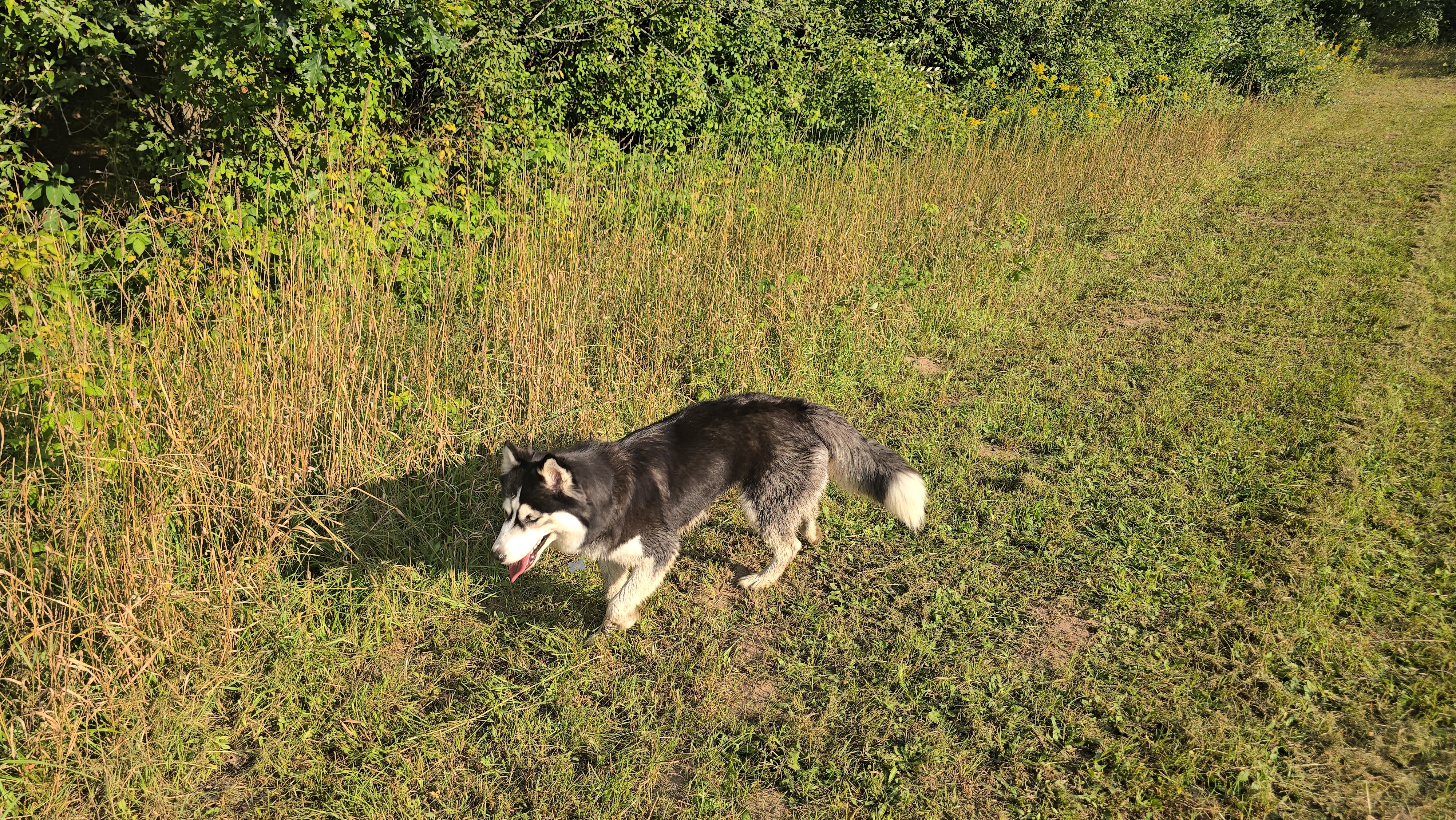 A picture of Nala, a 11 months old Other dog.