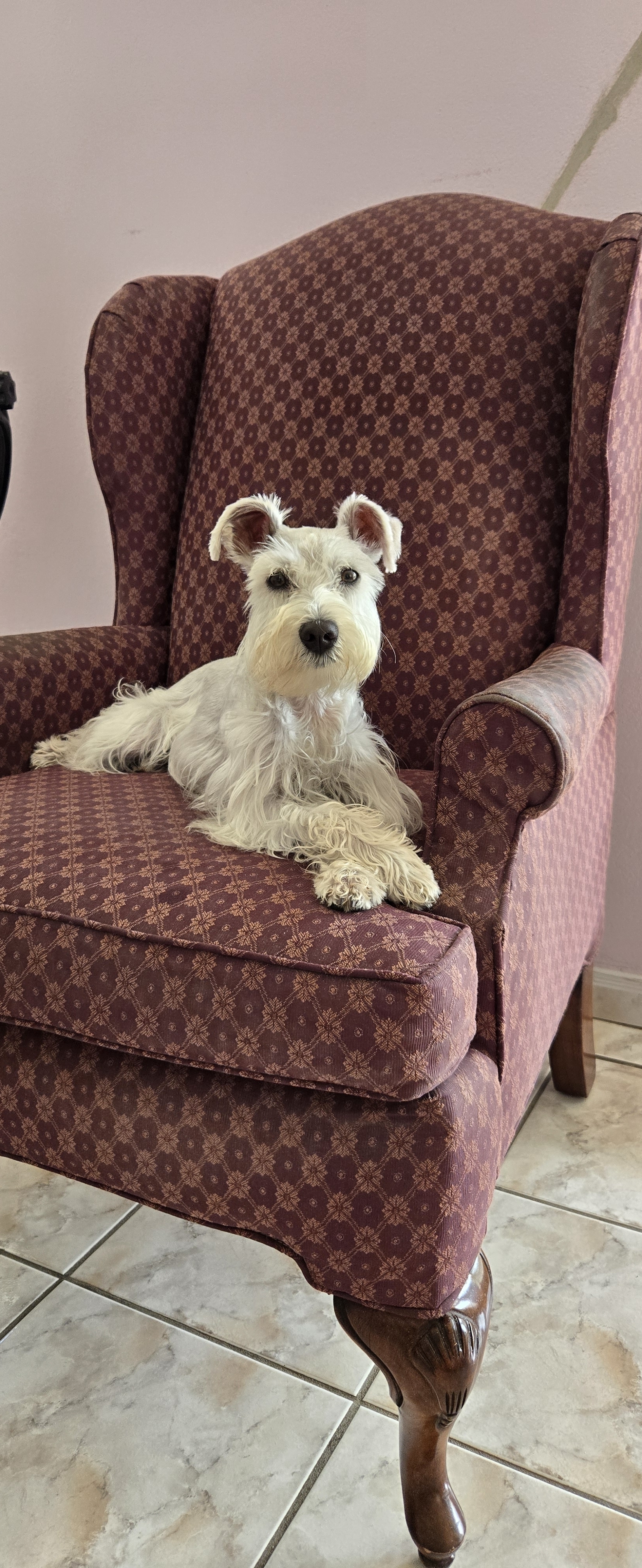 A picture of Laila Marie, a 2 years old Other dog.