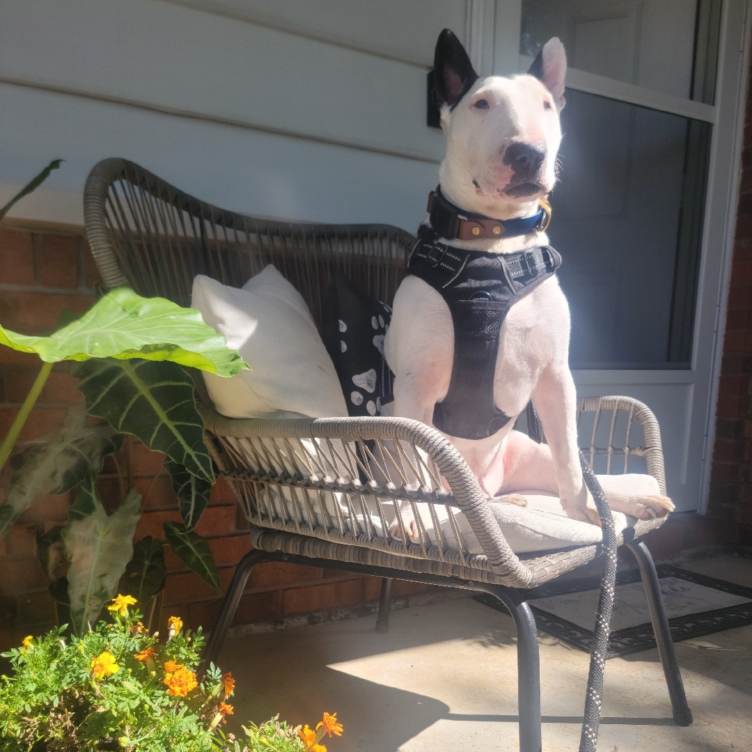 A picture of Doug, a 12 years 2 months old Other dog.