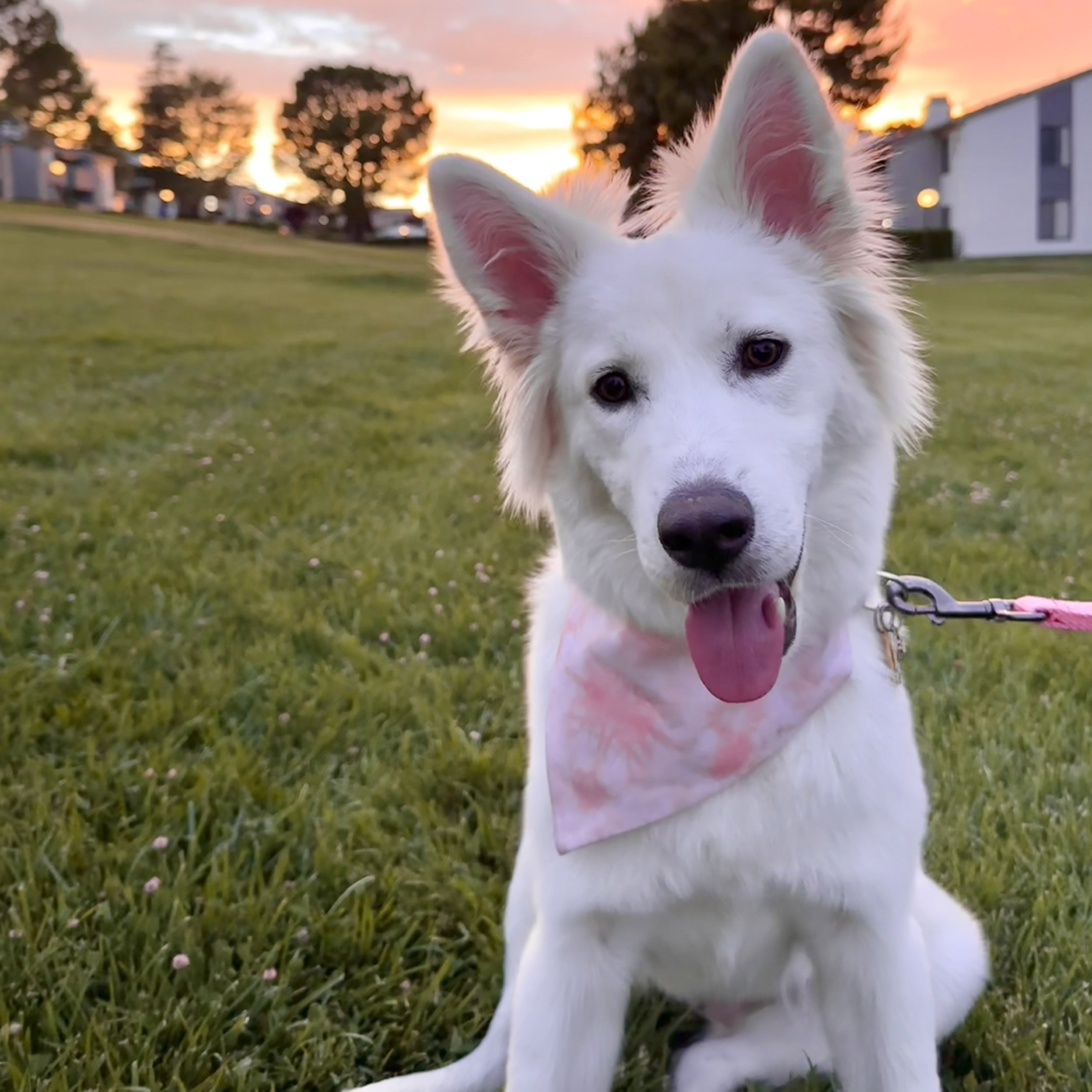 A picture of Kita, a 2 years 8 months old Other Mix dog.