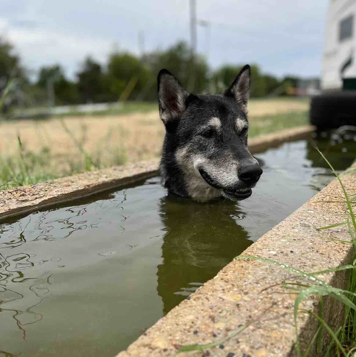 A picture of Waldo The Wolf, a 4 years 8 months old Other Mix dog.