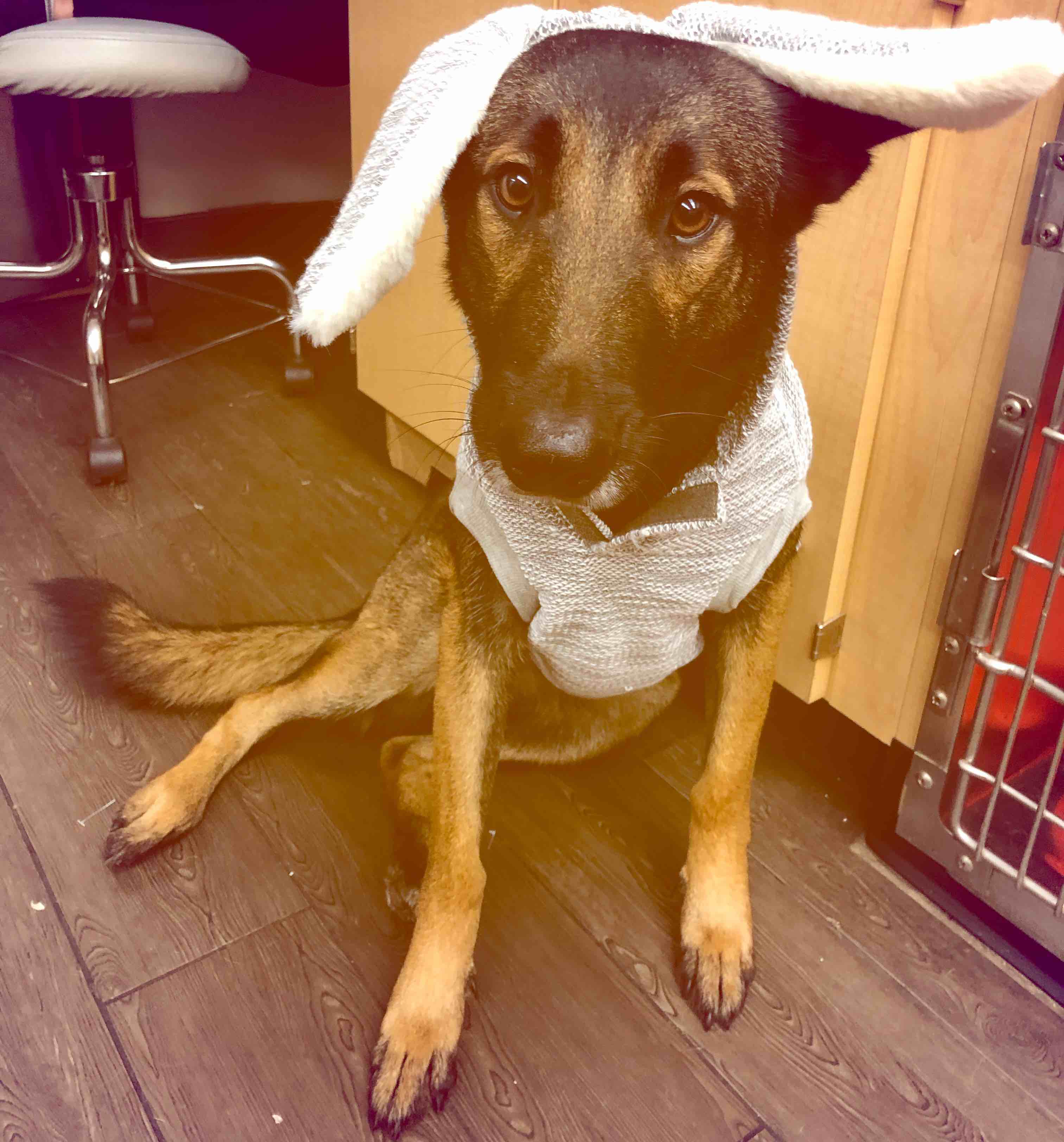 A picture of Athena Marie, a 6 years 4 months old Other dog.