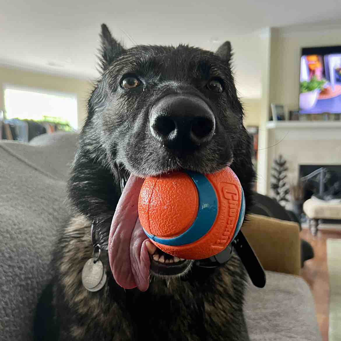 A picture of Patsy Shea, a 5 years 9 months old Other dog.
