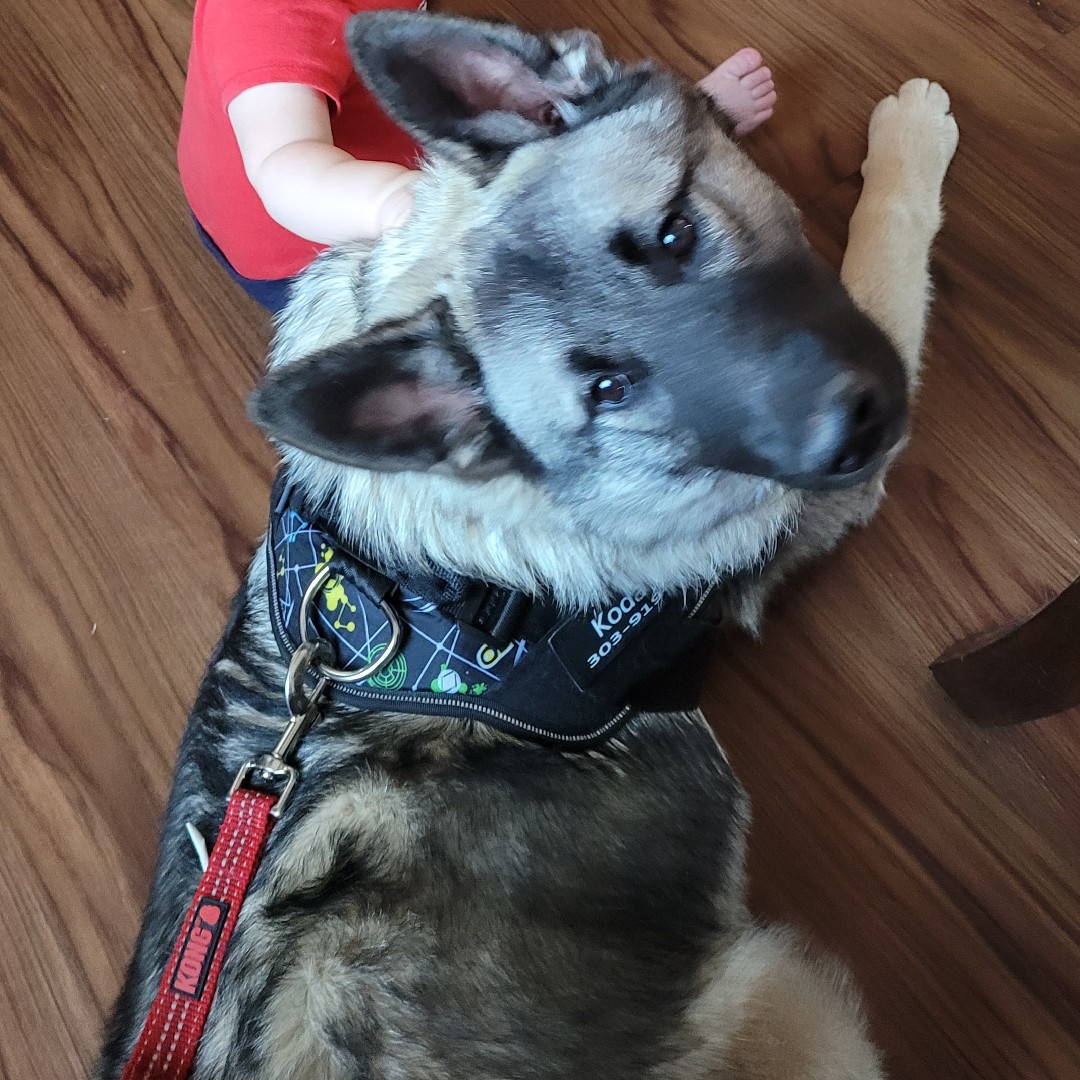 A picture of Koda Bear, a 4 years 2 months old Other dog.