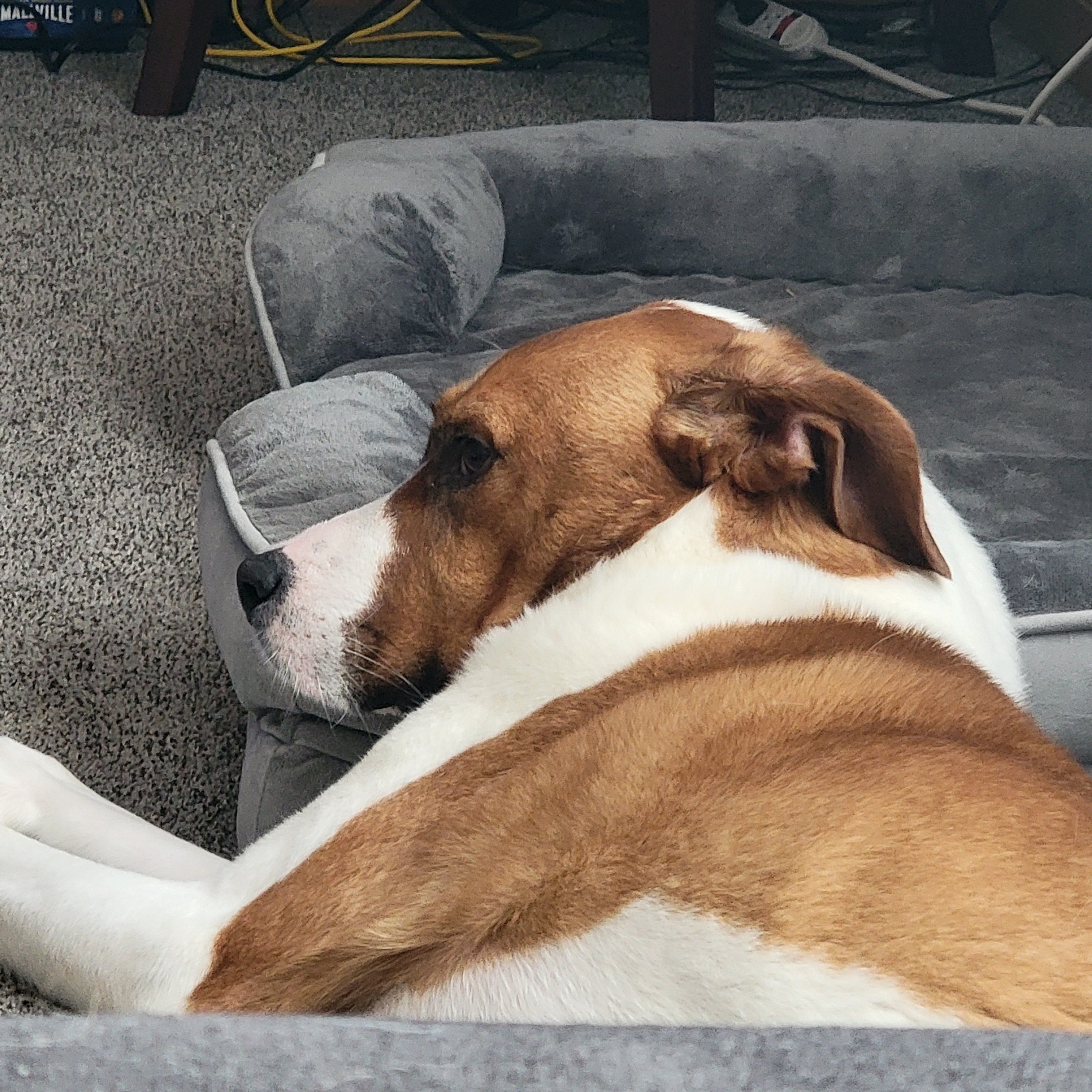 A picture of Max, a 6 years 11 months old Other Mix dog.