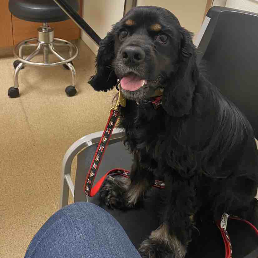 A picture of HotRod, a 3 years 8 months old Other dog.