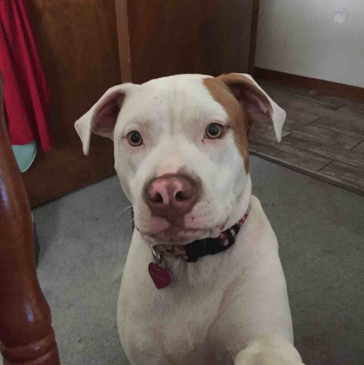 A picture of Sue Que, a 11 years old Other dog.