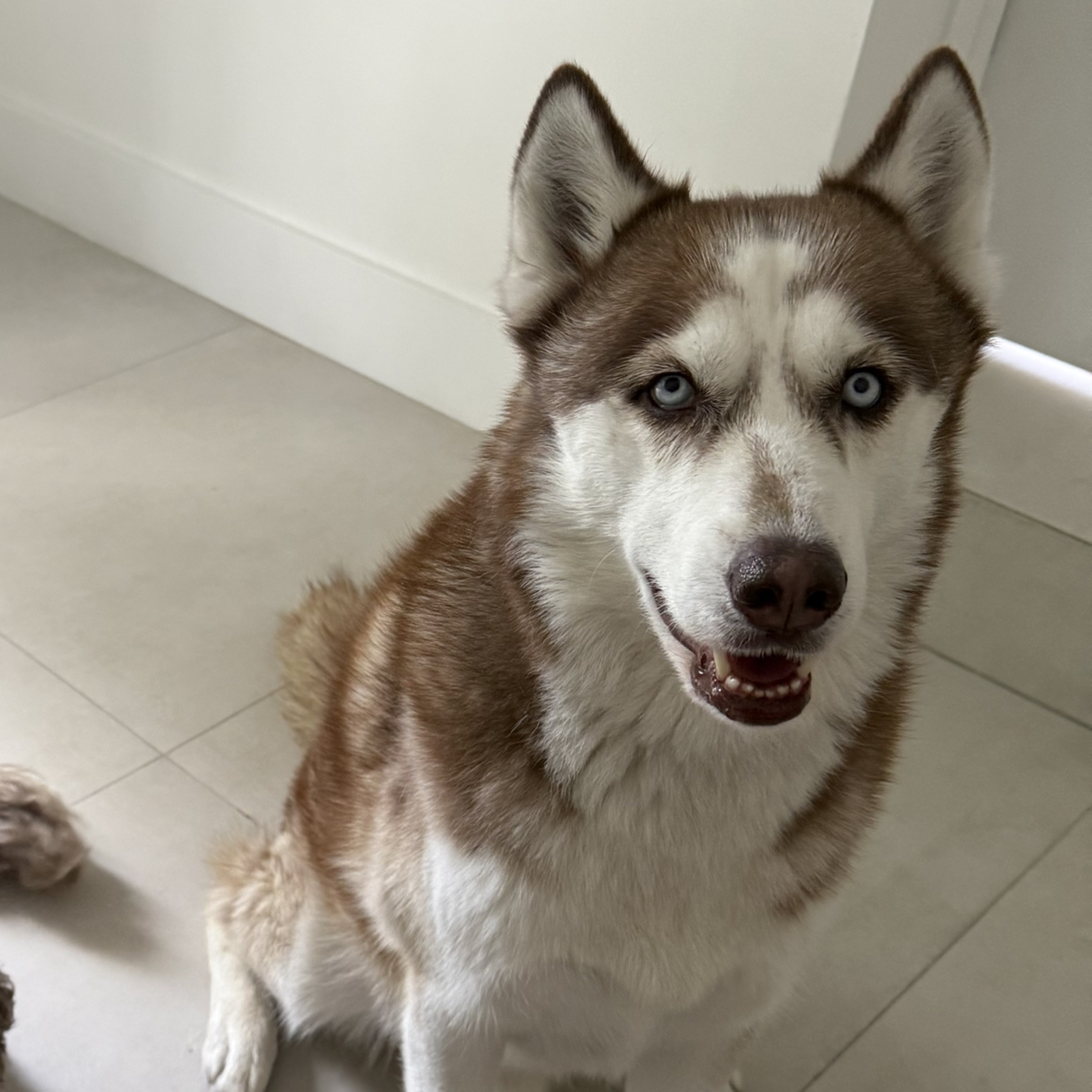 A picture of Blue, a 4 years 7 months old Other dog.