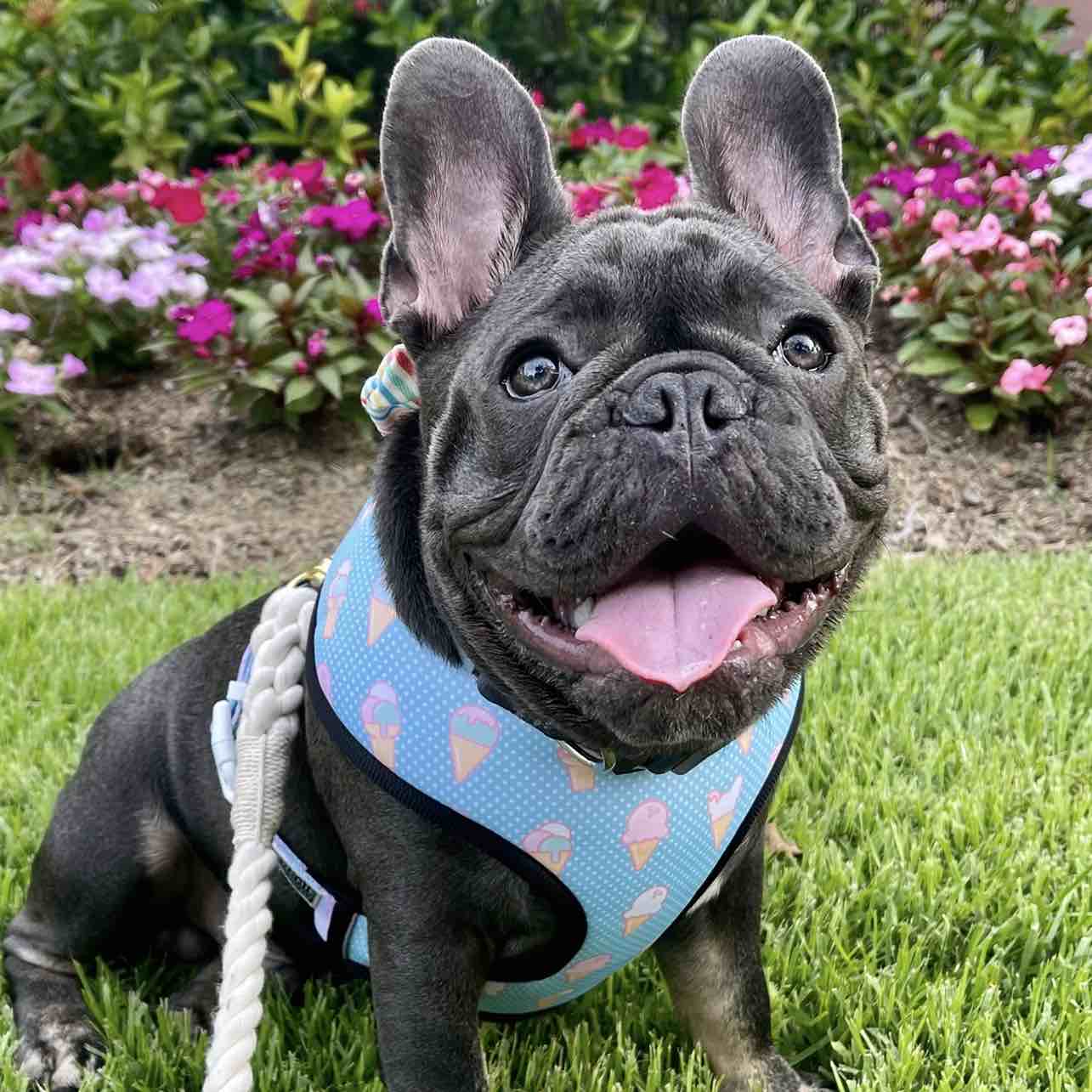 A picture of archibald hamilton jones, a 4 years 6 months old Other dog.