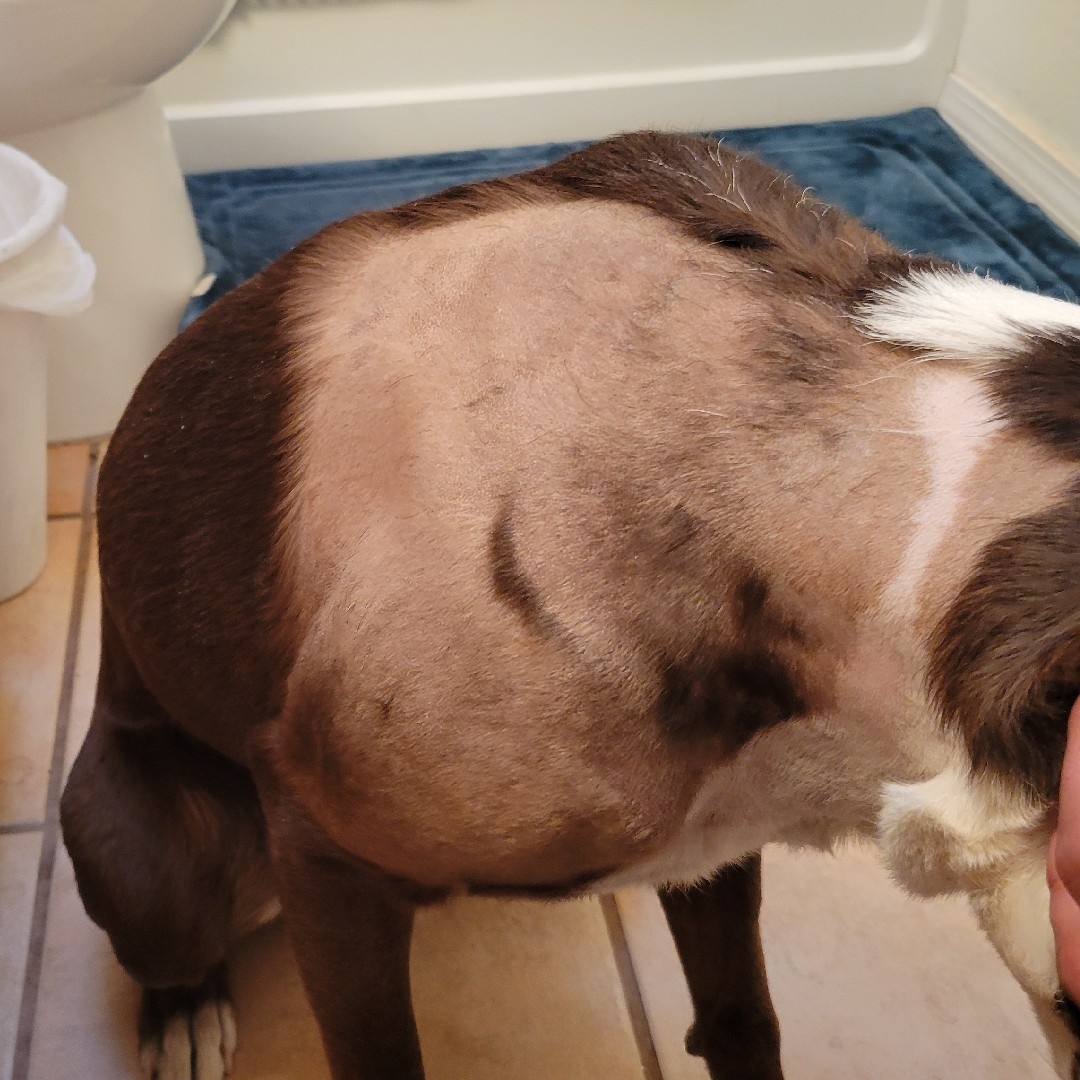 A picture of Shimo, a 9 years 7 months old Other Mix dog.
