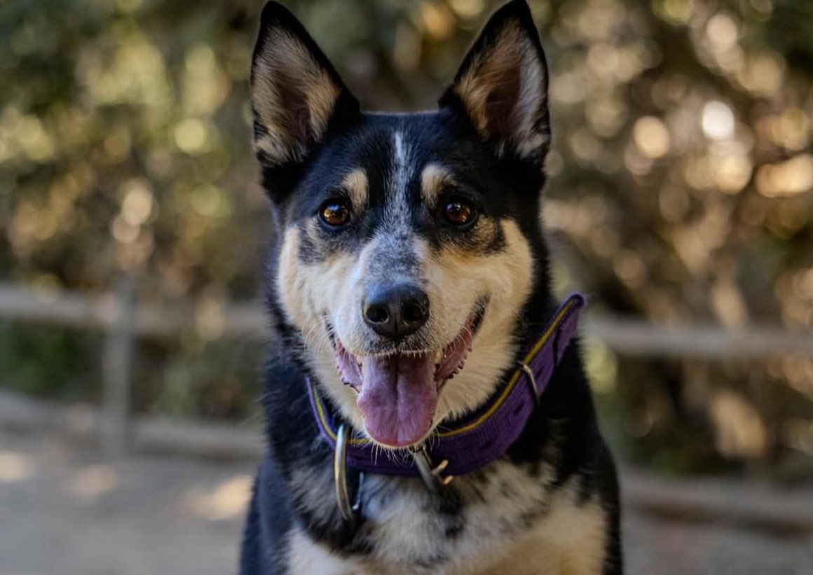A picture of Willow, a 7 years 7 months old Other Mix dog.
