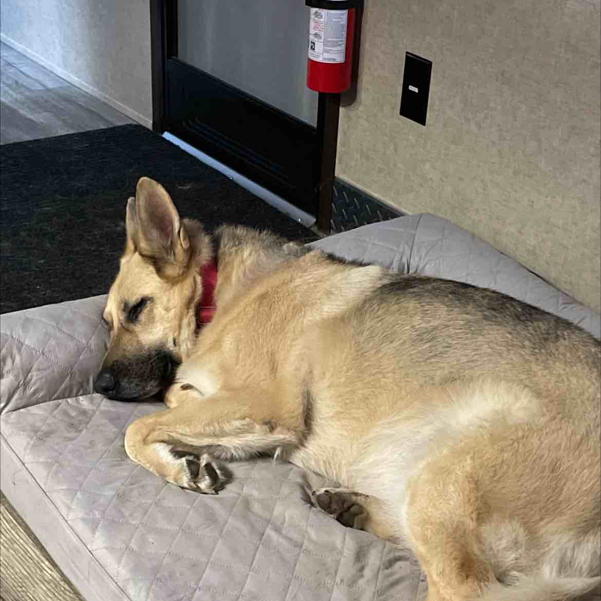 A picture of Grace, a 9 years 6 months old Other dog.